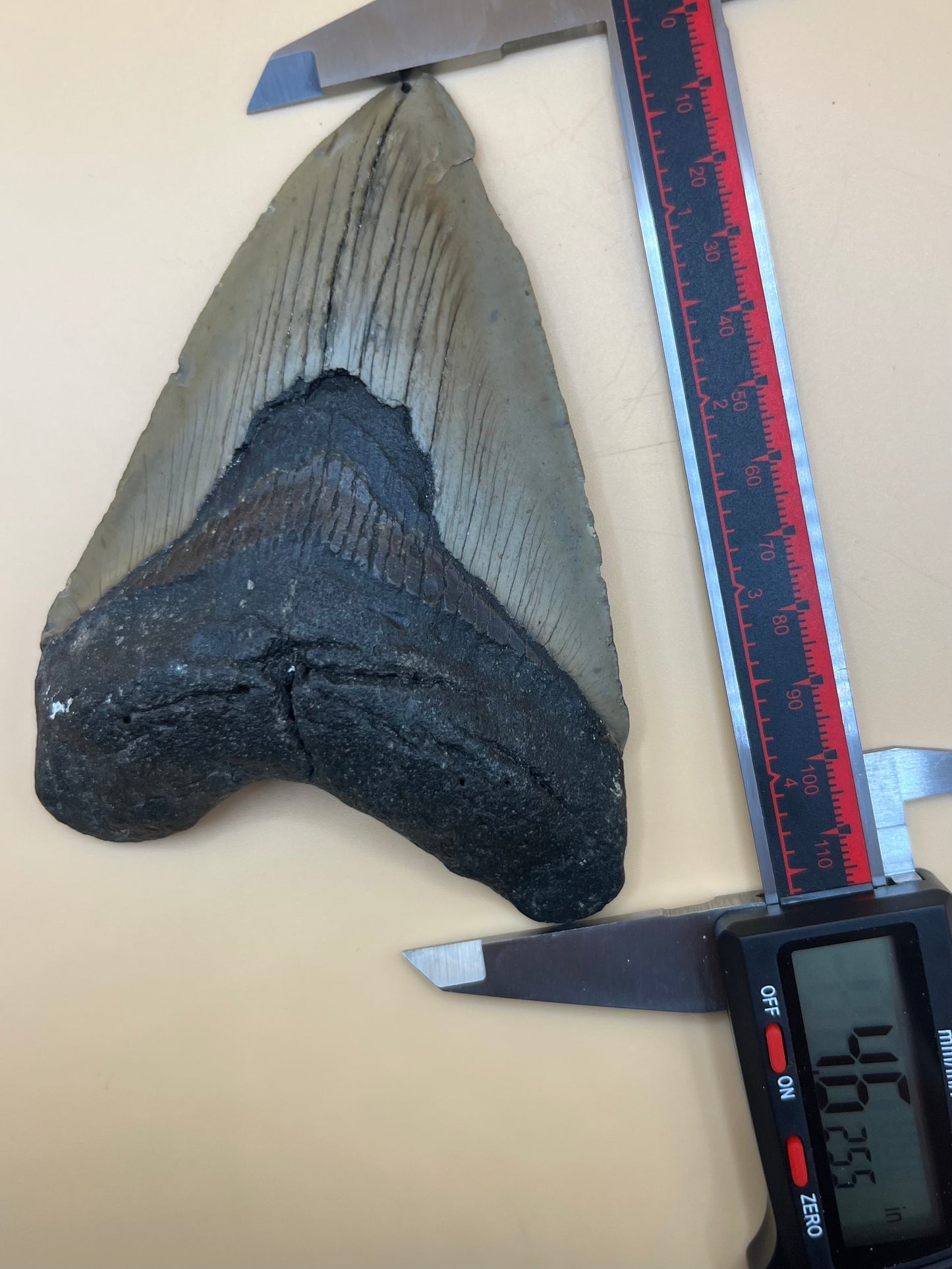 4.6” megalodon shark tooth found by diver