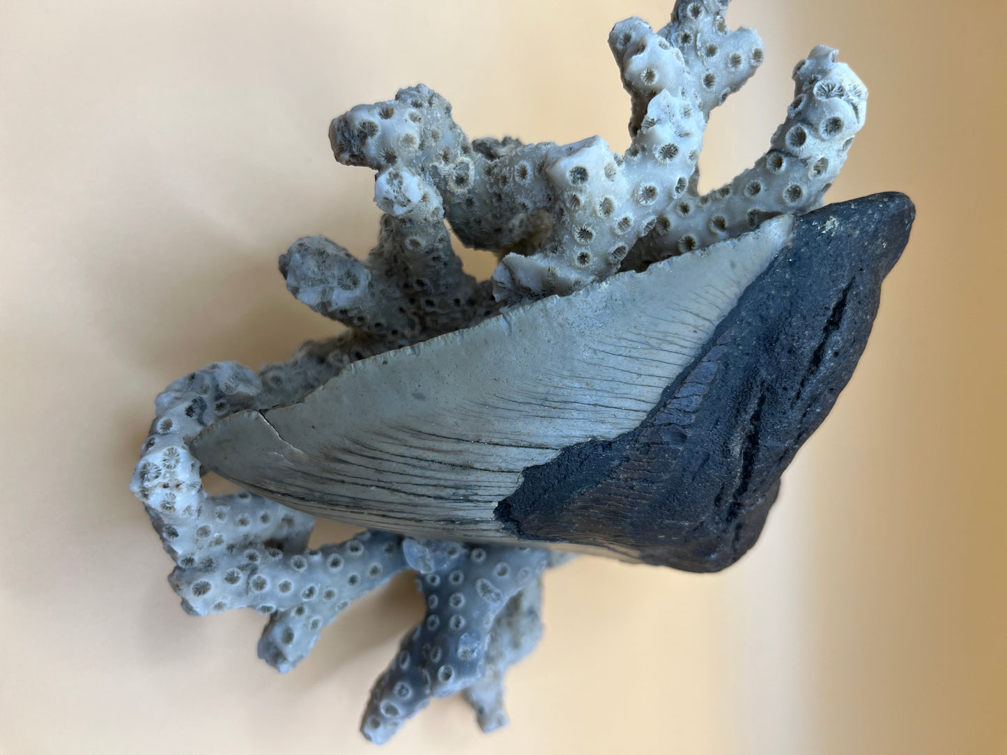 4.6” megalodon shark tooth found by diver