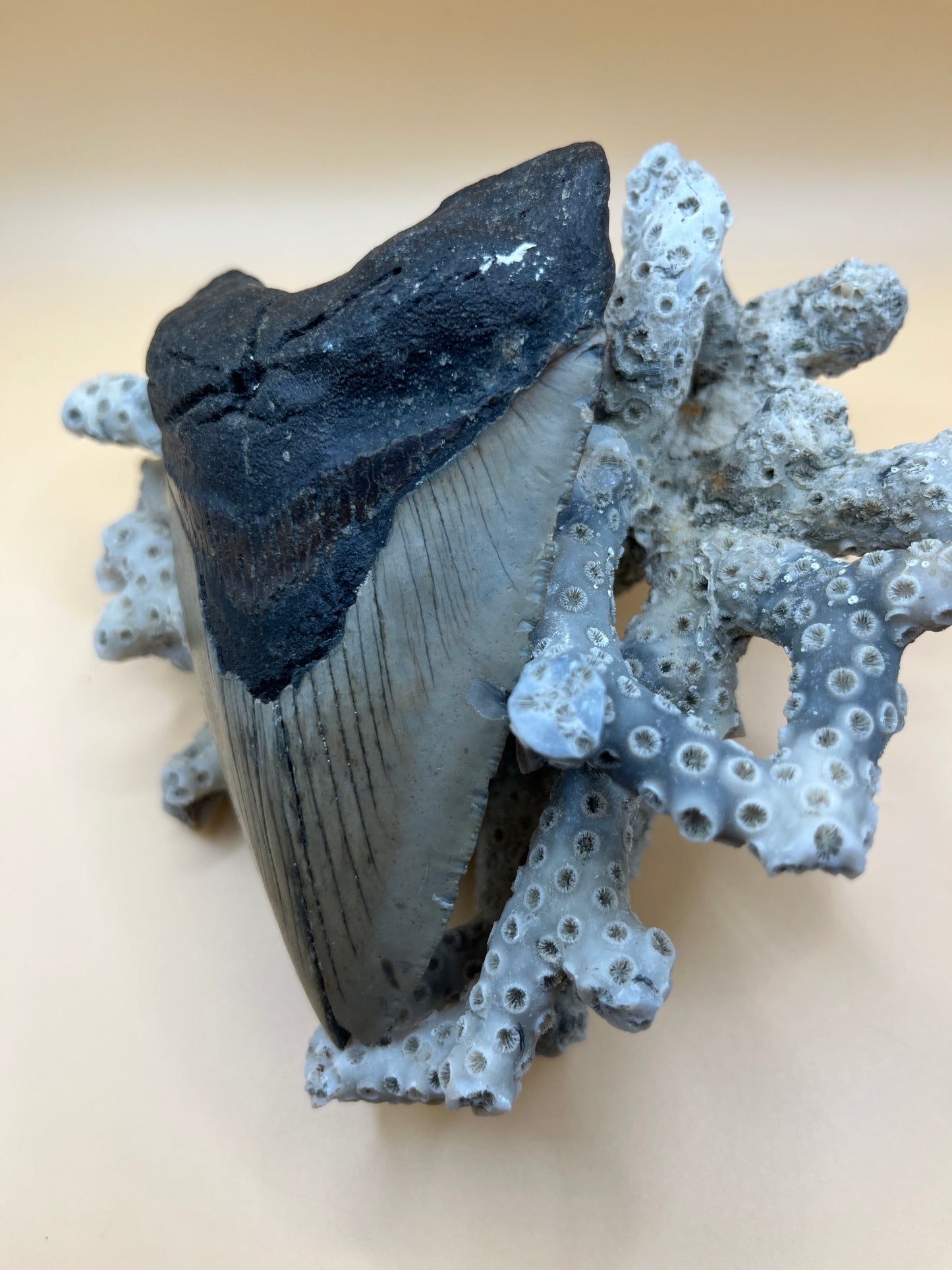 4.6” megalodon shark tooth found by diver
