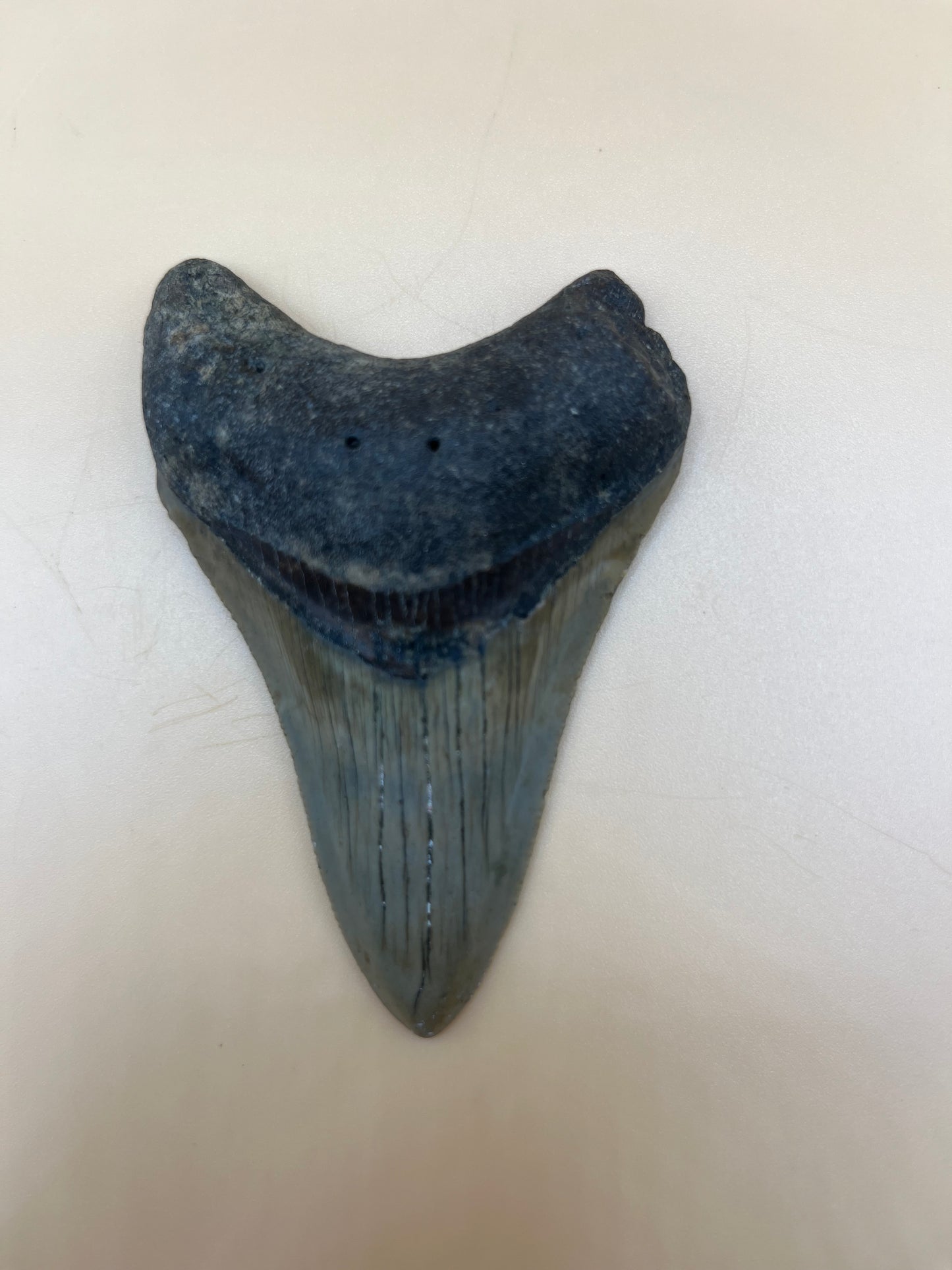3.4” megalodon shark tooth found by diver