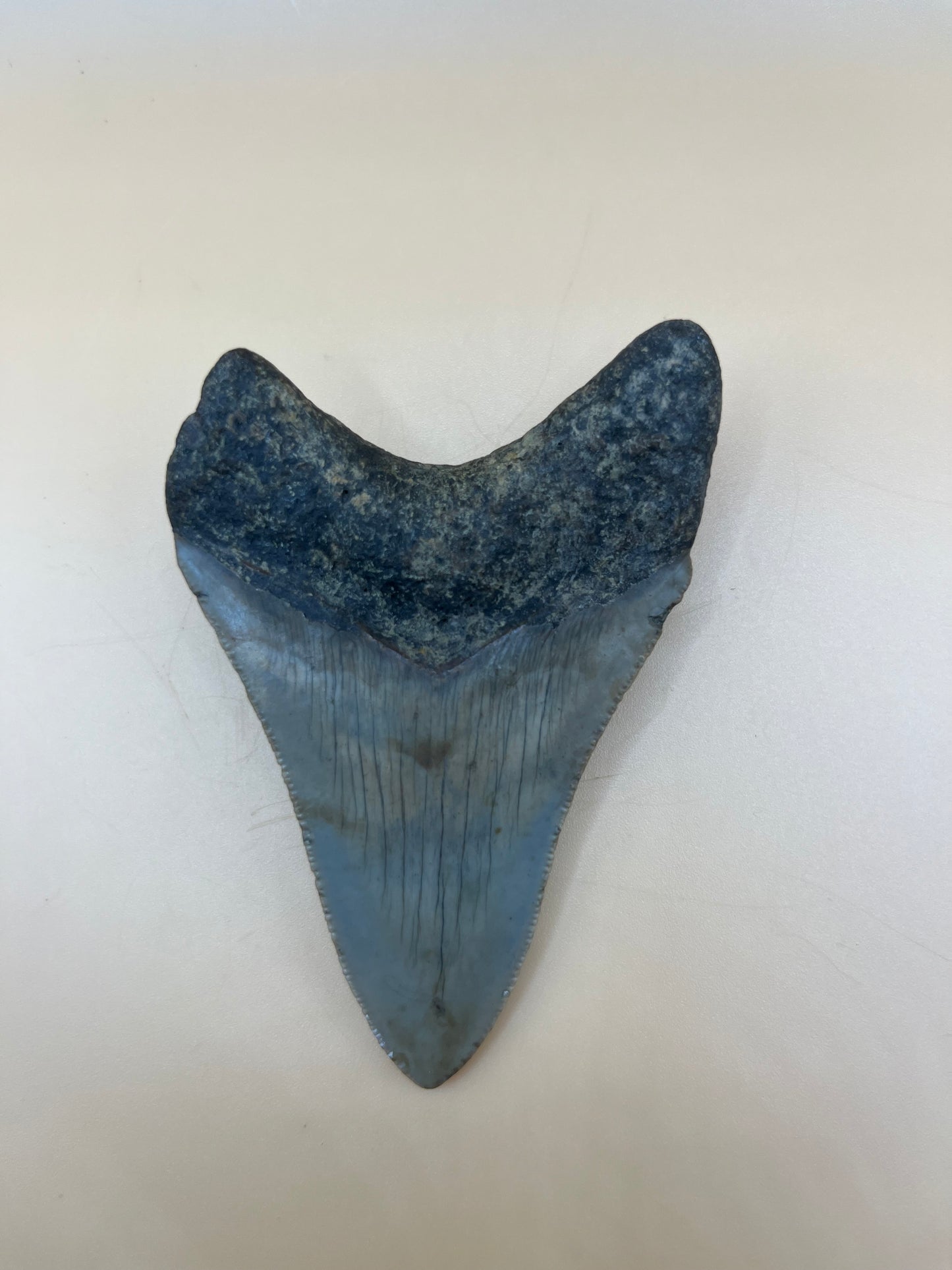 3.4” megalodon shark tooth found by diver
