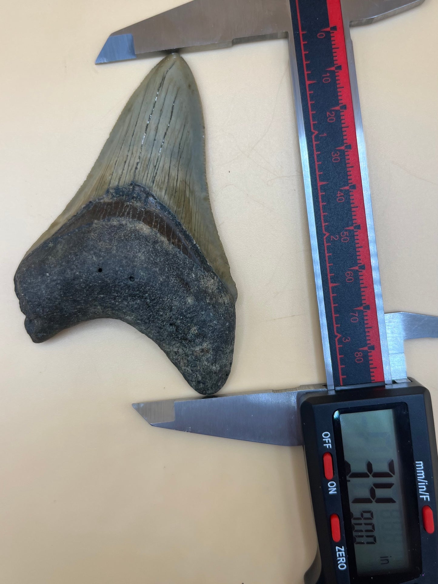 3.4” megalodon shark tooth found by diver