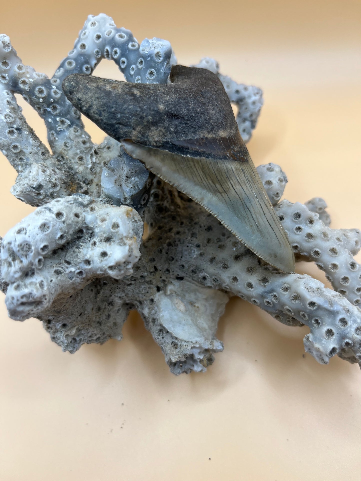 3.4” megalodon shark tooth found by diver