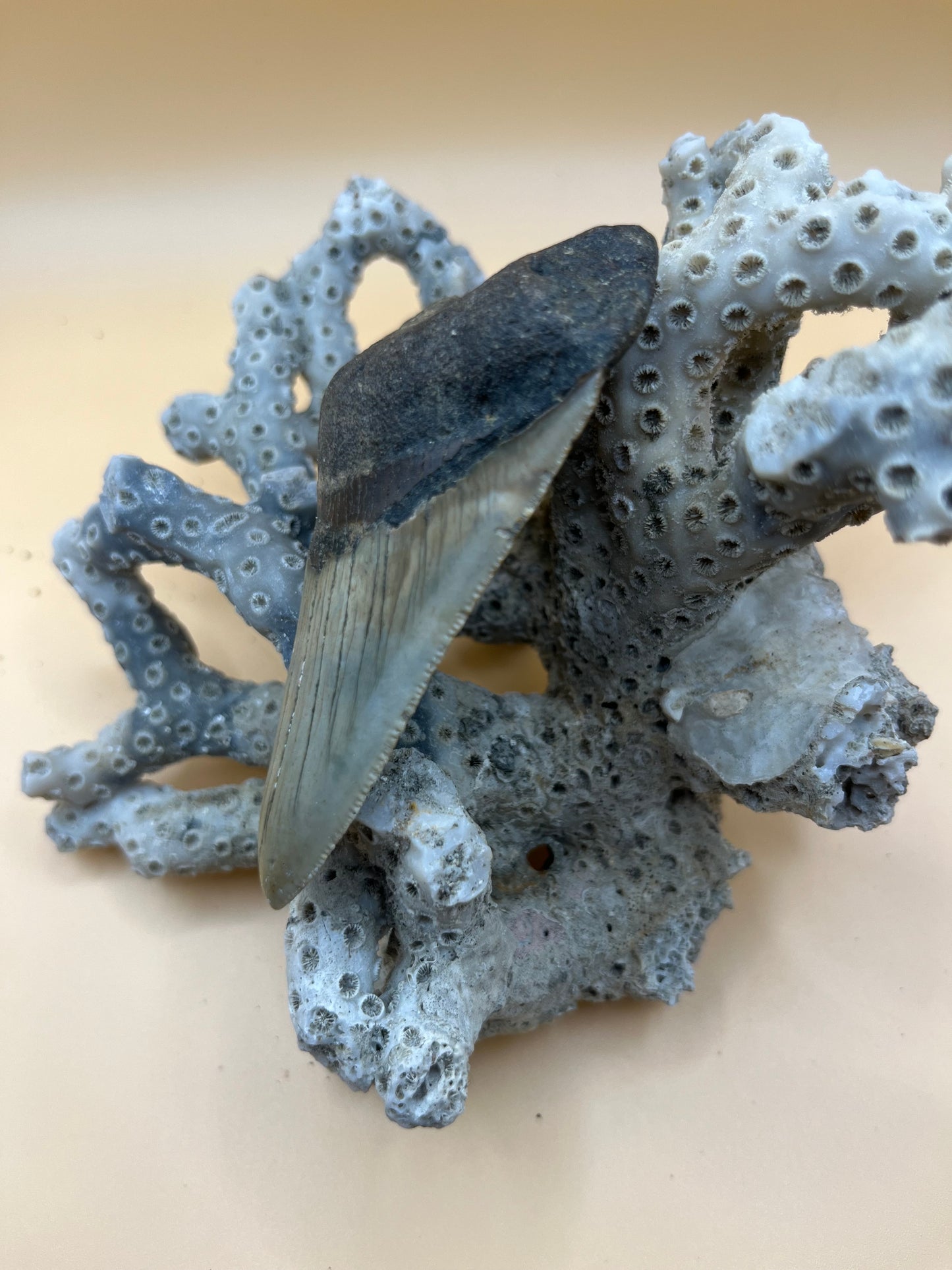 3.4” megalodon shark tooth found by diver