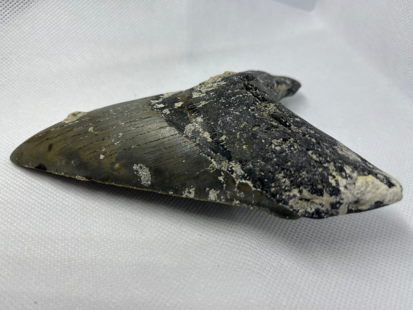 Shark Megalodon Tooth 5.5 Inches Fossil Found in North Carolina