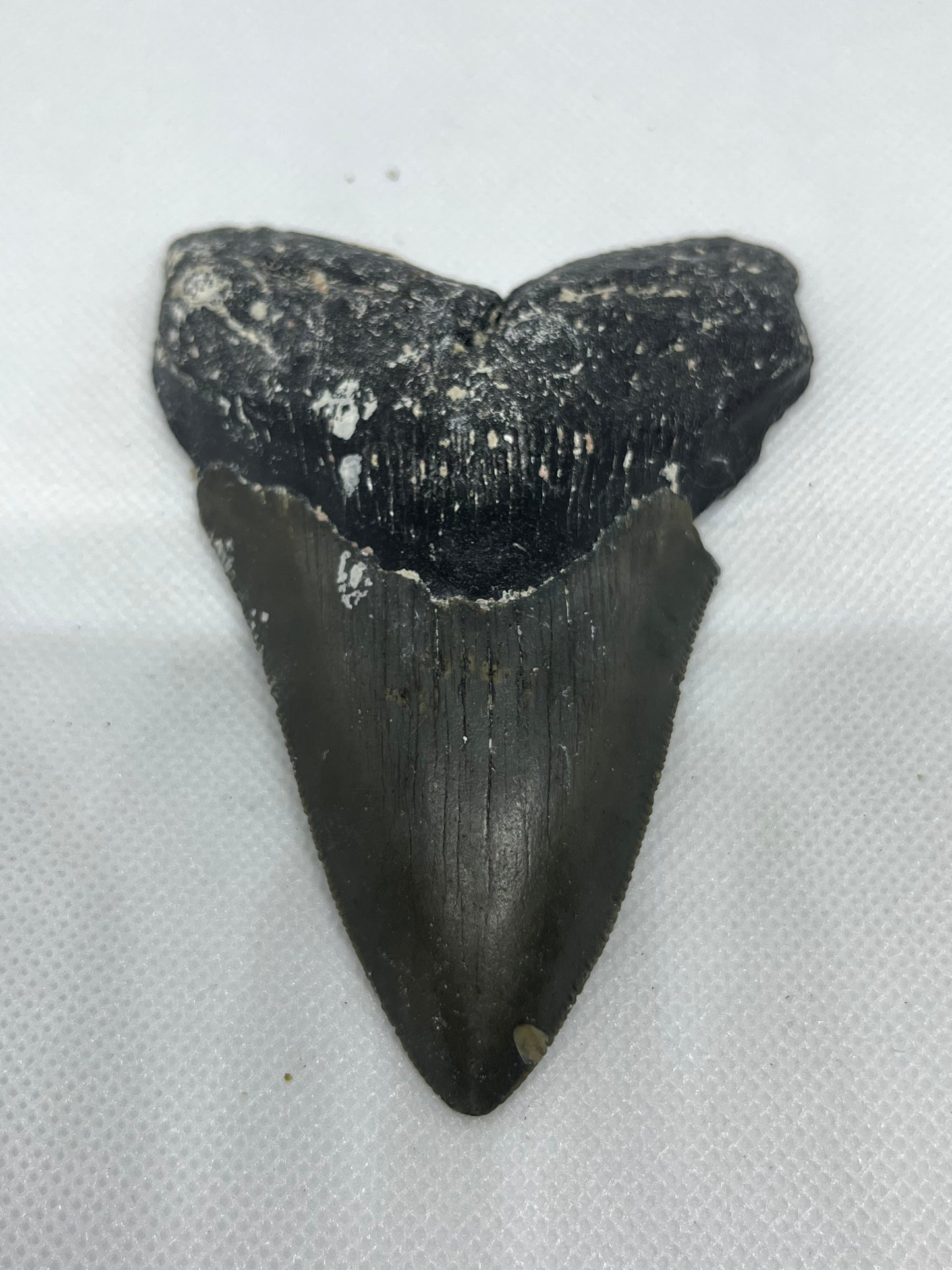 Shark Megalodon Tooth 4.3 Inches Fossil Found in North Carolina