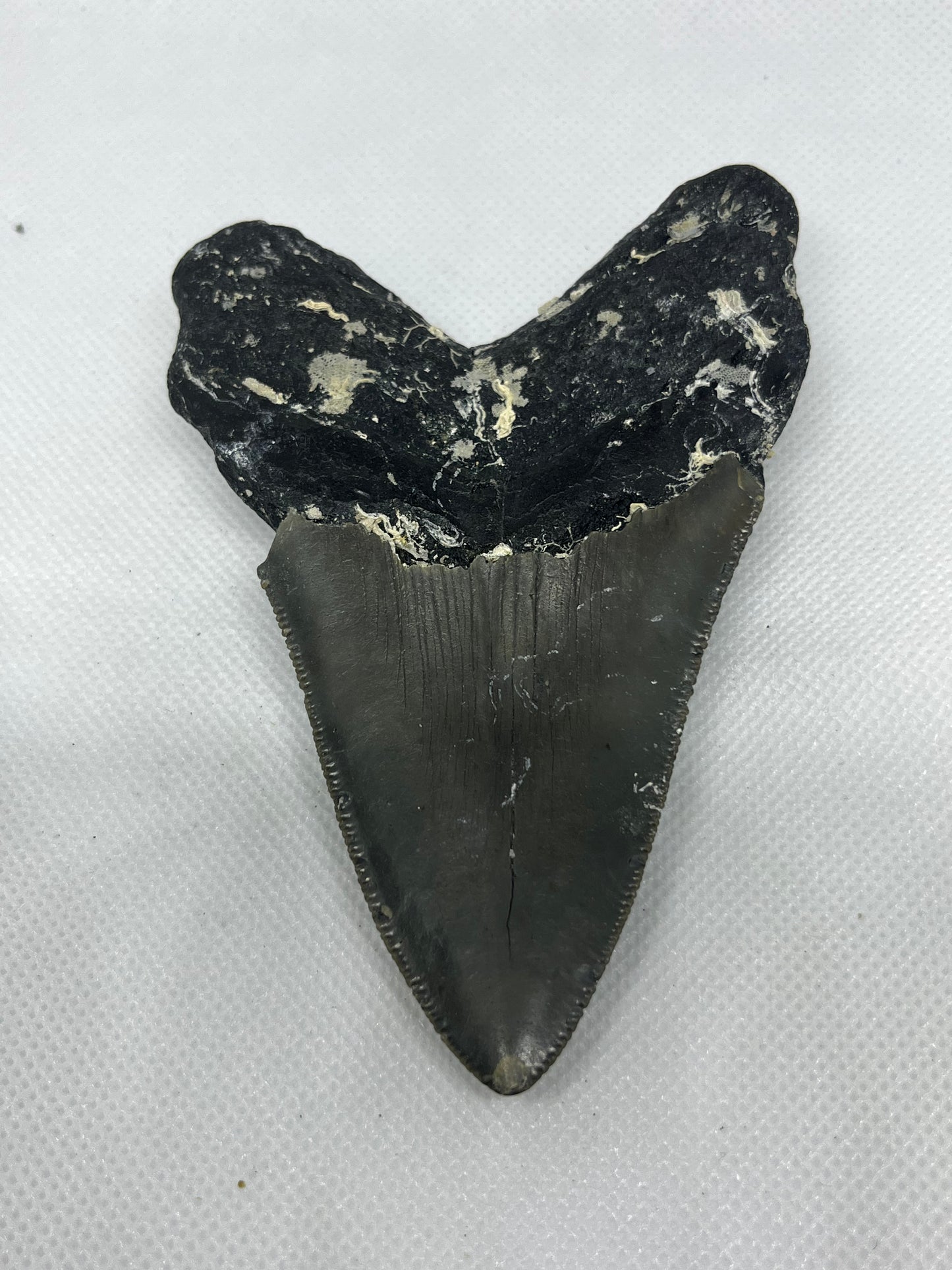 Shark Megalodon Tooth 4.3 Inches Fossil Found in North Carolina