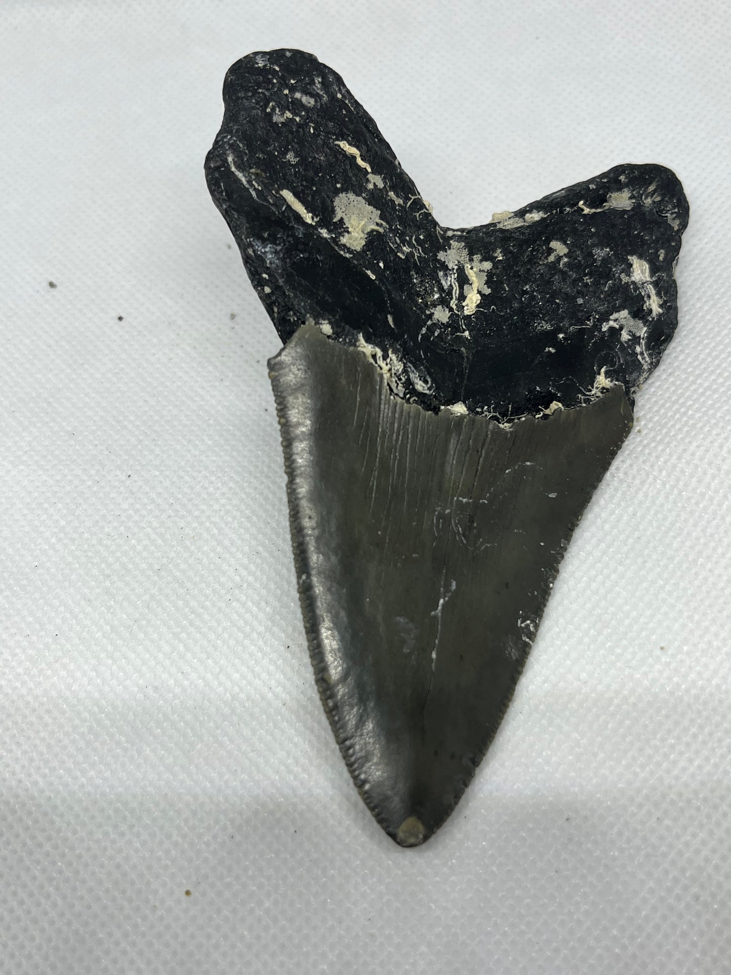 Shark Megalodon Tooth 4.3 Inches Fossil Found in North Carolina