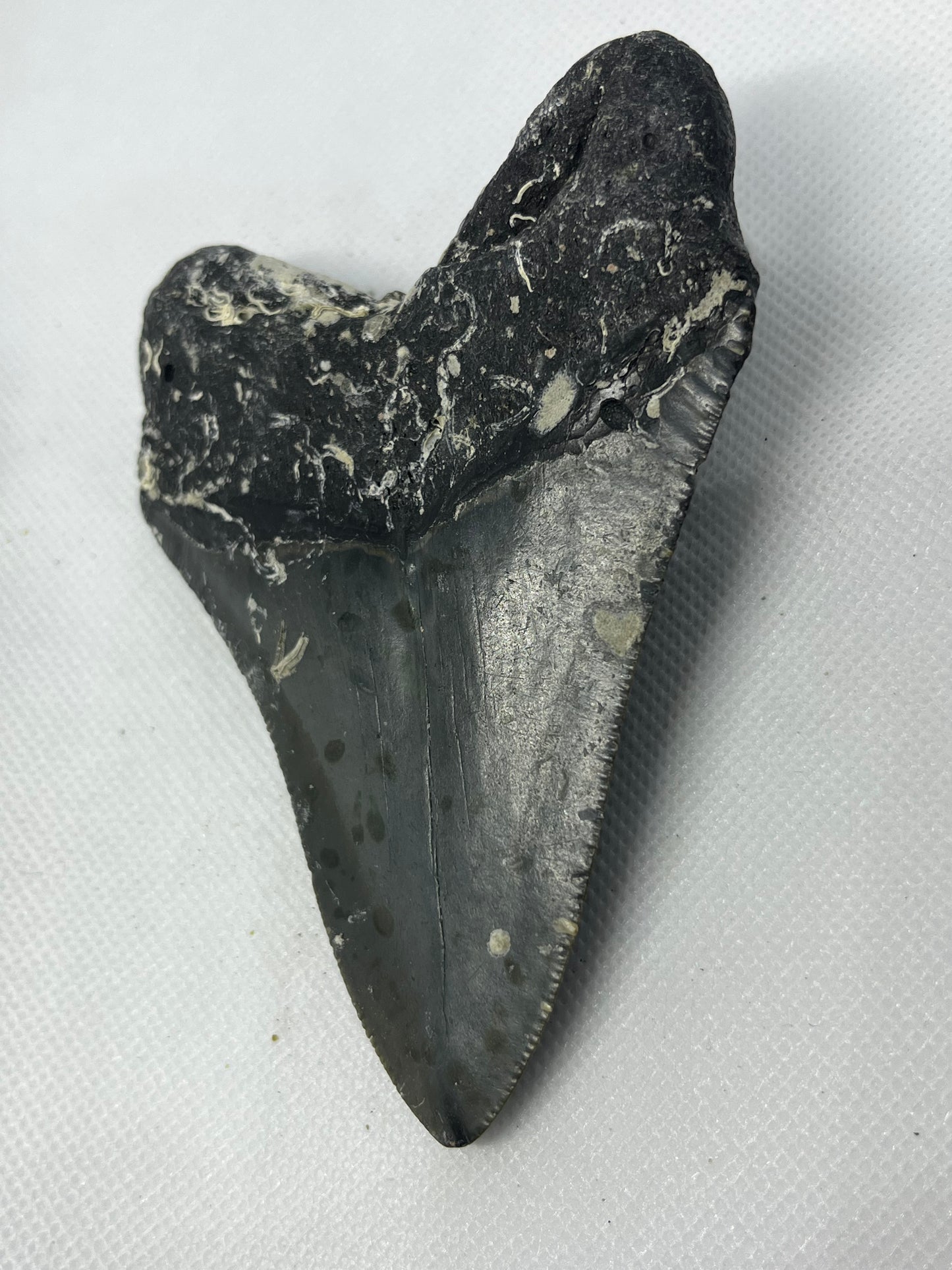 Shark Megalodon Tooth 4.3 Inches Fossil Found in North Carolina