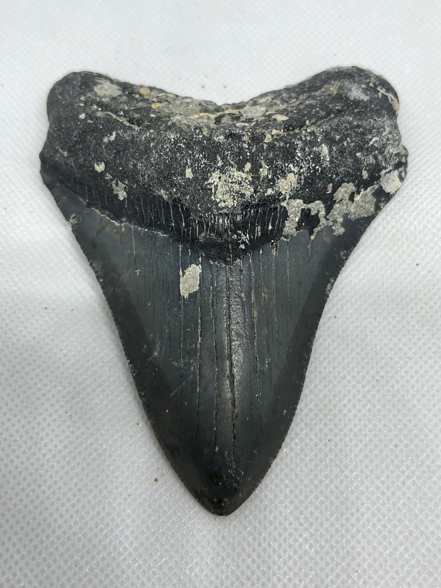 Shark Megalodon Tooth 4.3 Inches Fossil Found in North Carolina