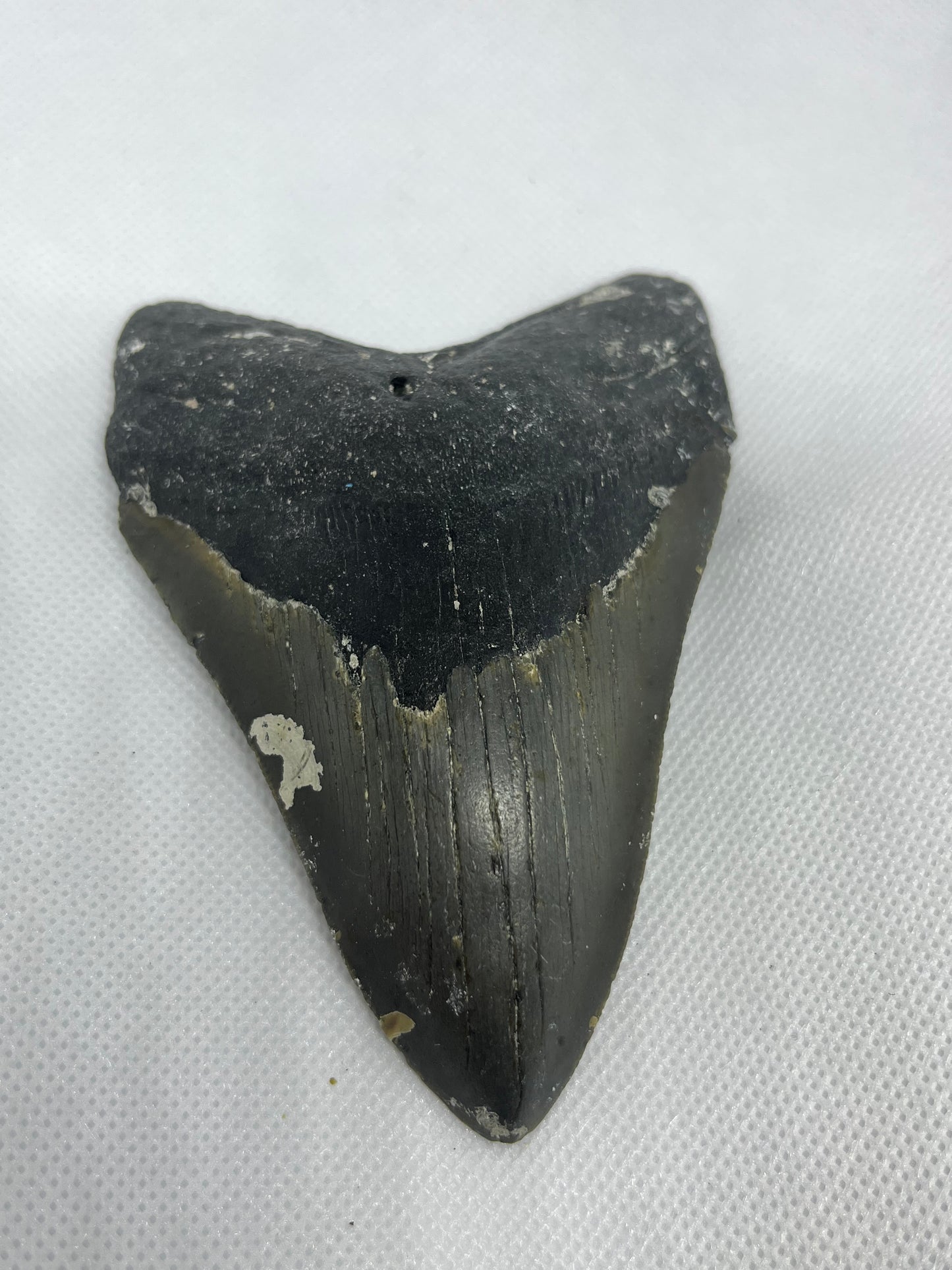 Shark Megalodon Tooth 4.5” Inches Fossil Found in North Carolina