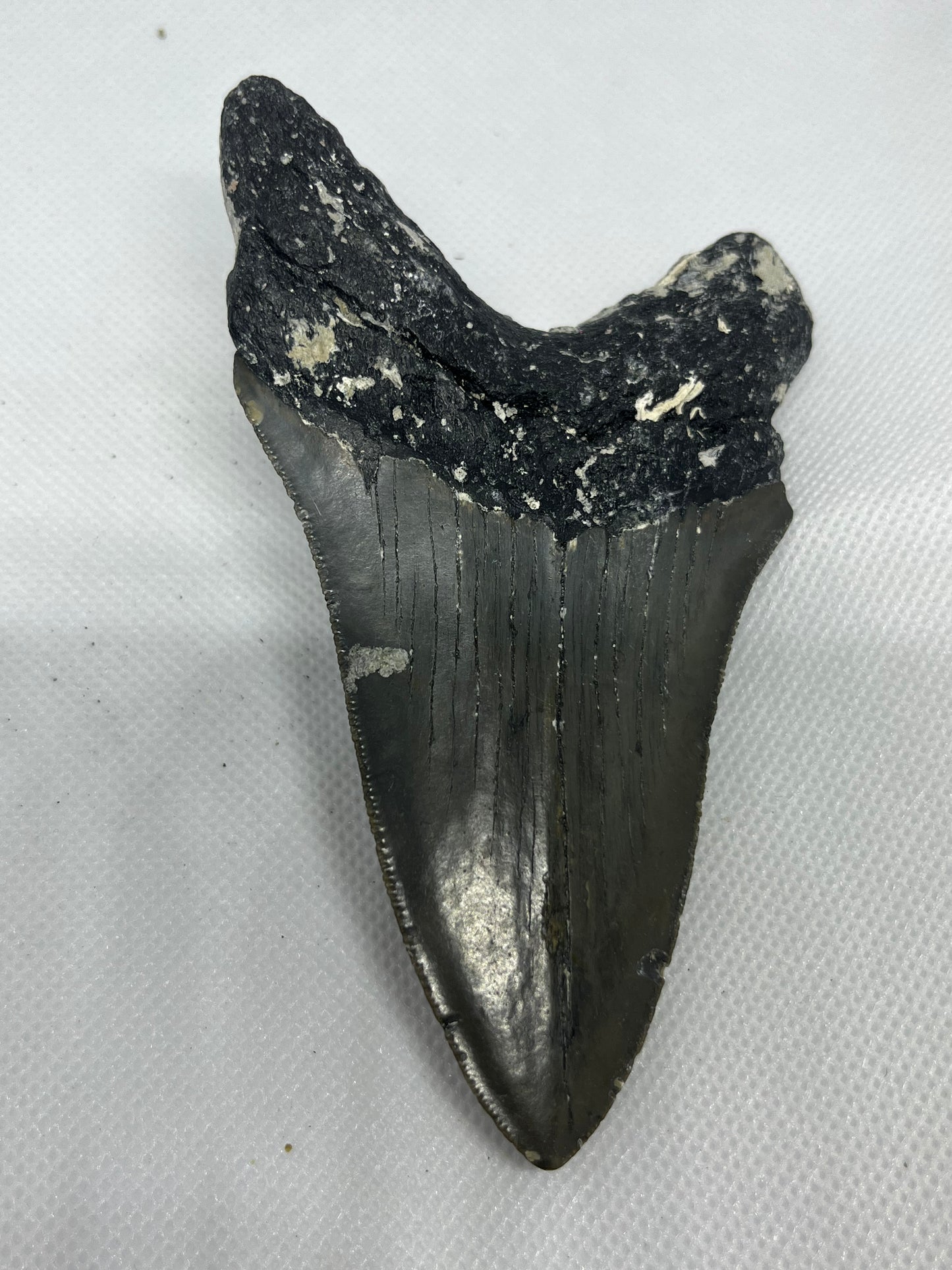 Shark Megalodon Tooth 4.47 Inches Fossil Found in North Carolina