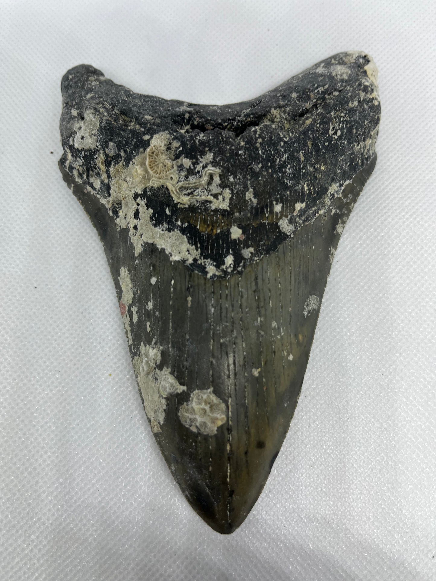 Shark Megalodon Tooth 5.5 Inches Fossil Found in North Carolina