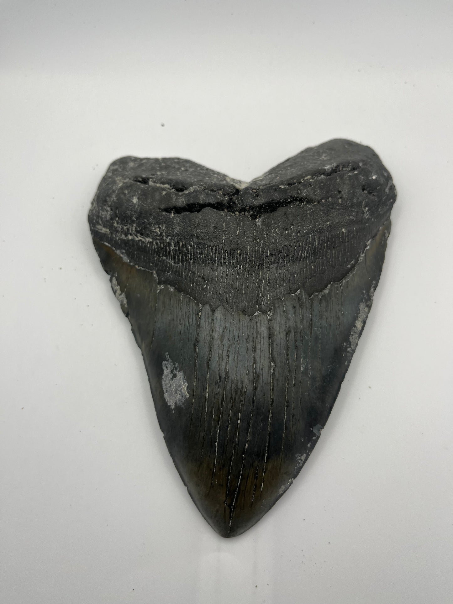 6.68” Megalodon tooth 6.68”