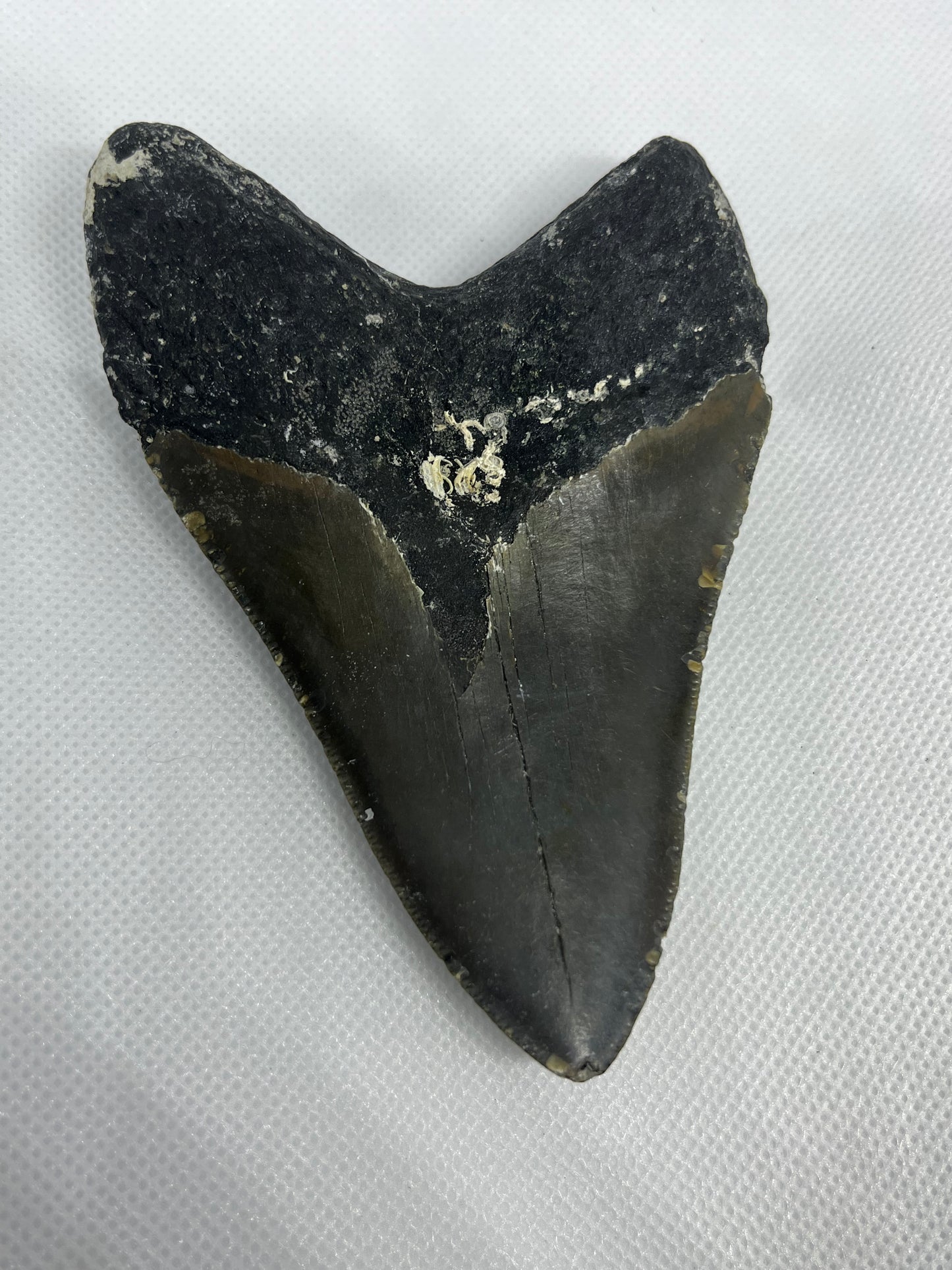 Shark Megalodon Tooth 4.5” Inches Fossil Found in North Carolina