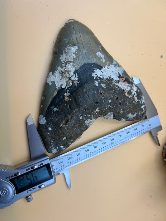 5.5” megalodon tooth