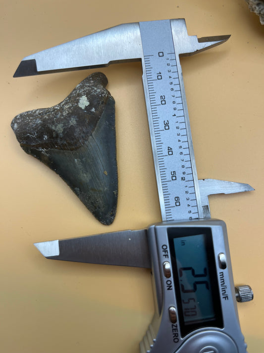 2.5” megalodon tooth from 25’ shark!