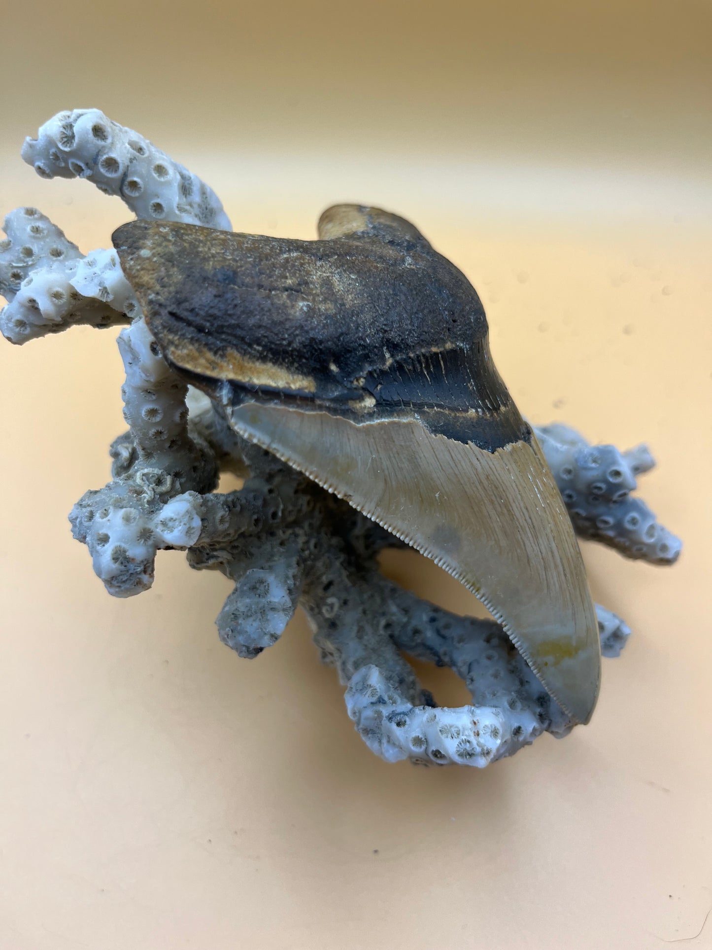 4.5” Golden megalodon tooth top quality