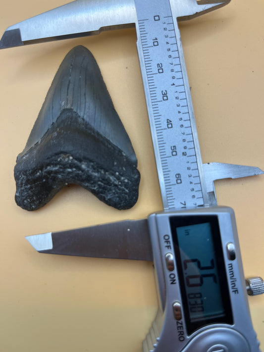 2.6” megalodon tooth