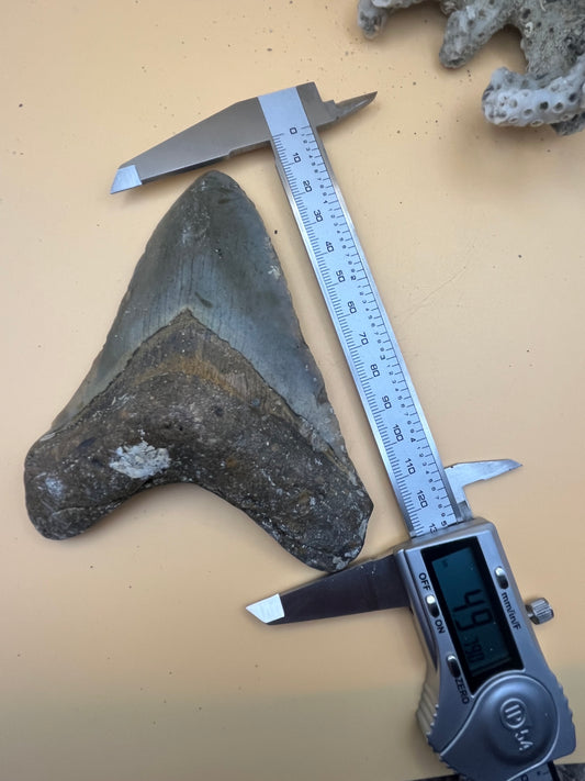 4.9” megalodon tooth