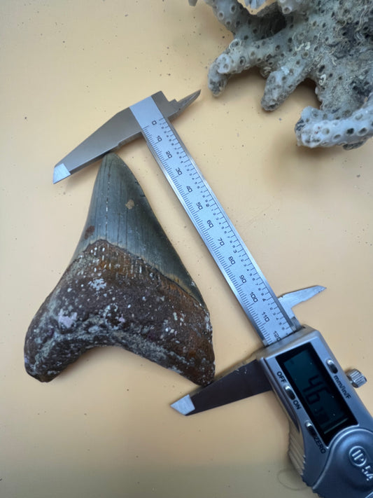 4.6” megalodon tooth