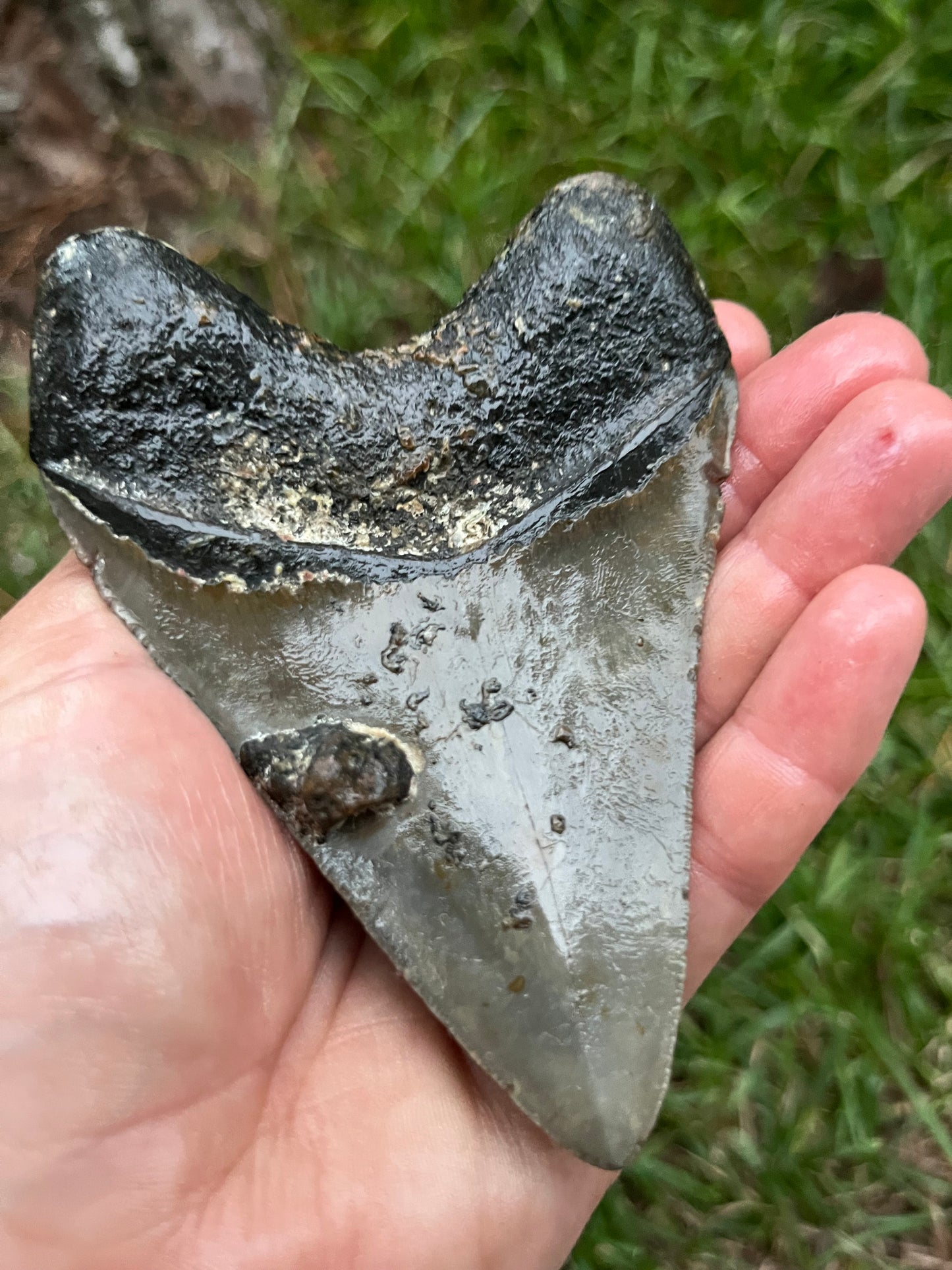 Top quality 4.2” megalodon tooth