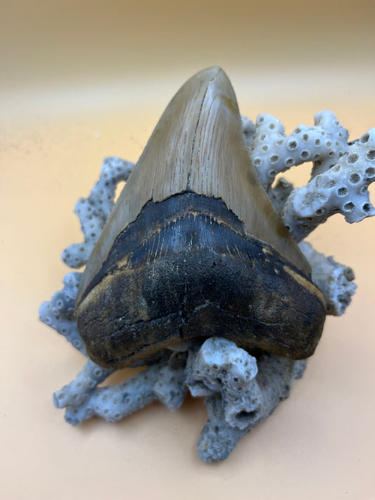 4.5” Golden megalodon tooth top quality