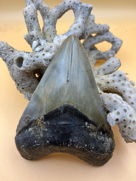 Top quality 4.2” megalodon tooth