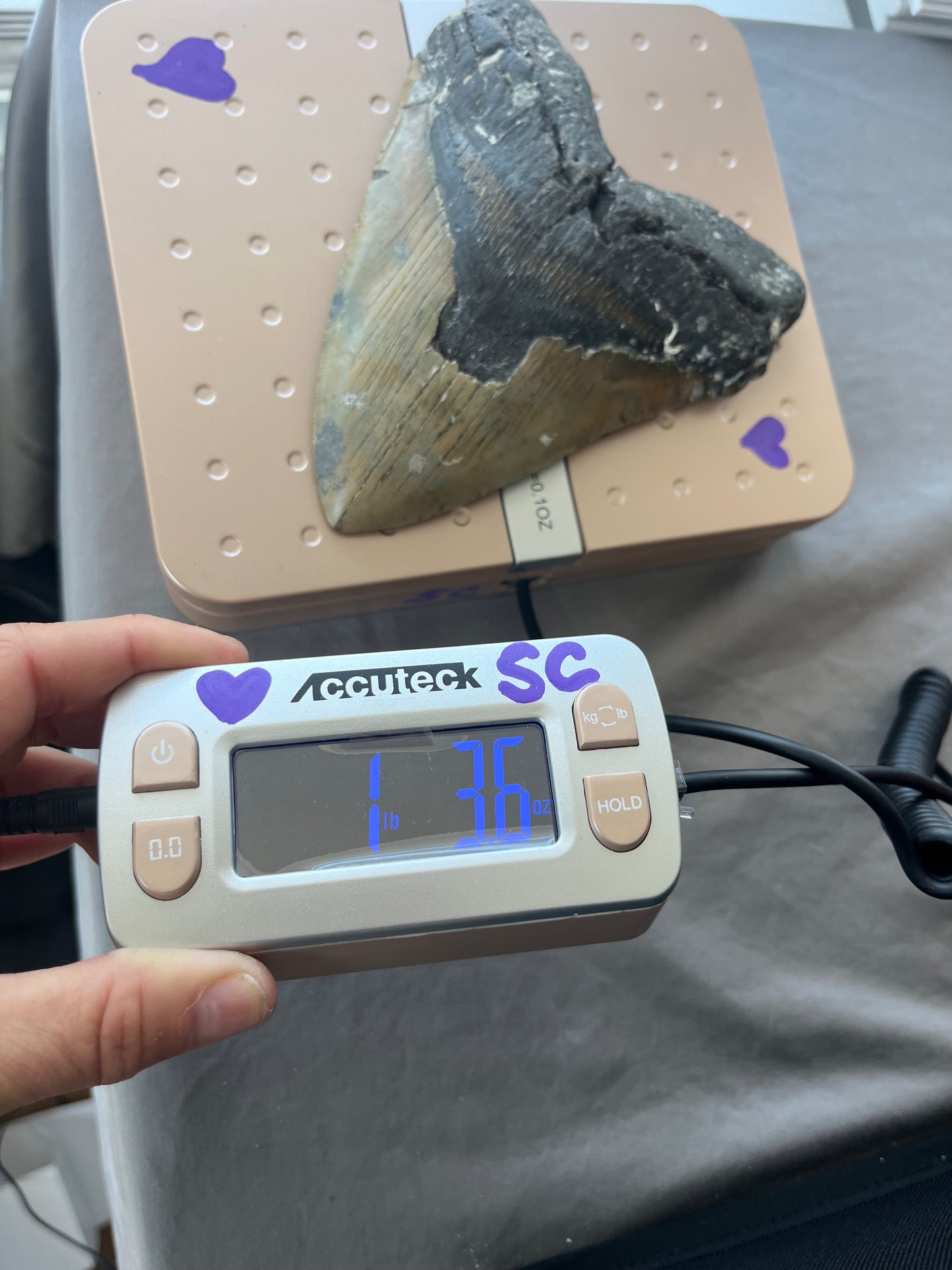 6.5” x 5.21” Megalodon Tooth item 103
