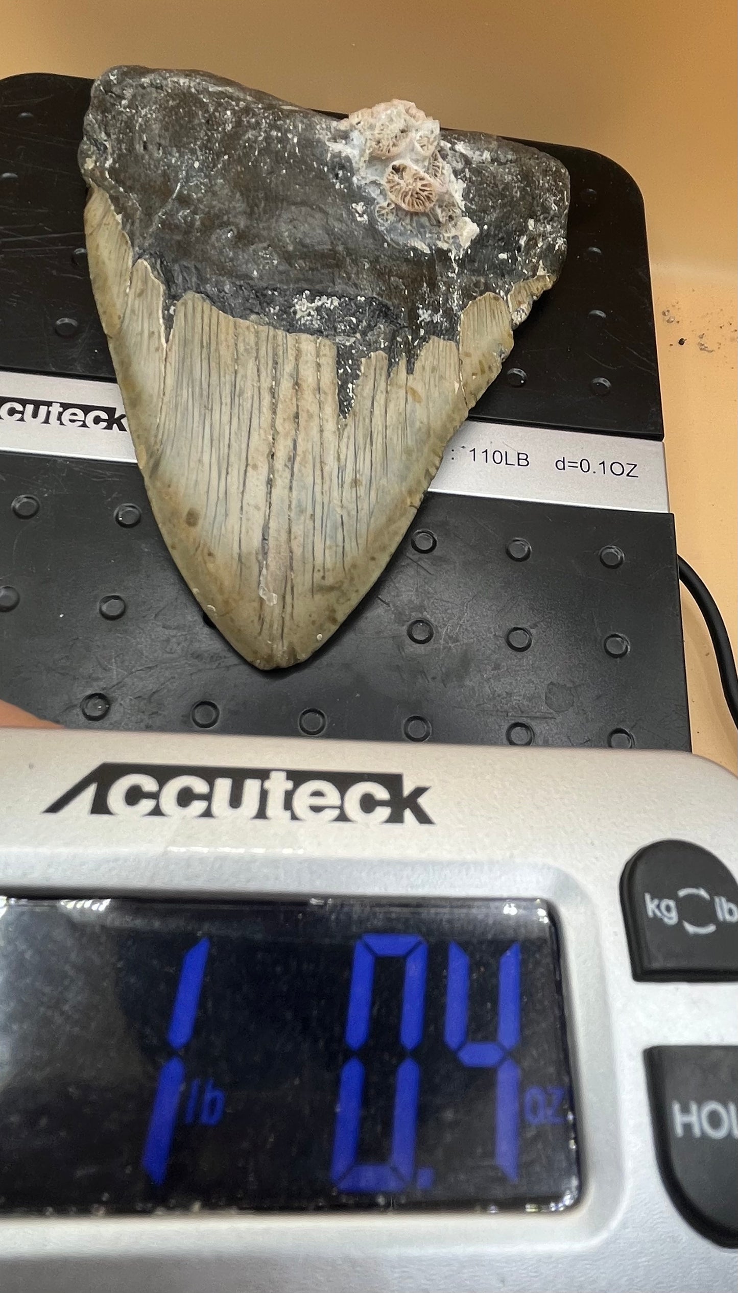 6.06” giant 1 lb megalodon tooth, scuba diver found off NC