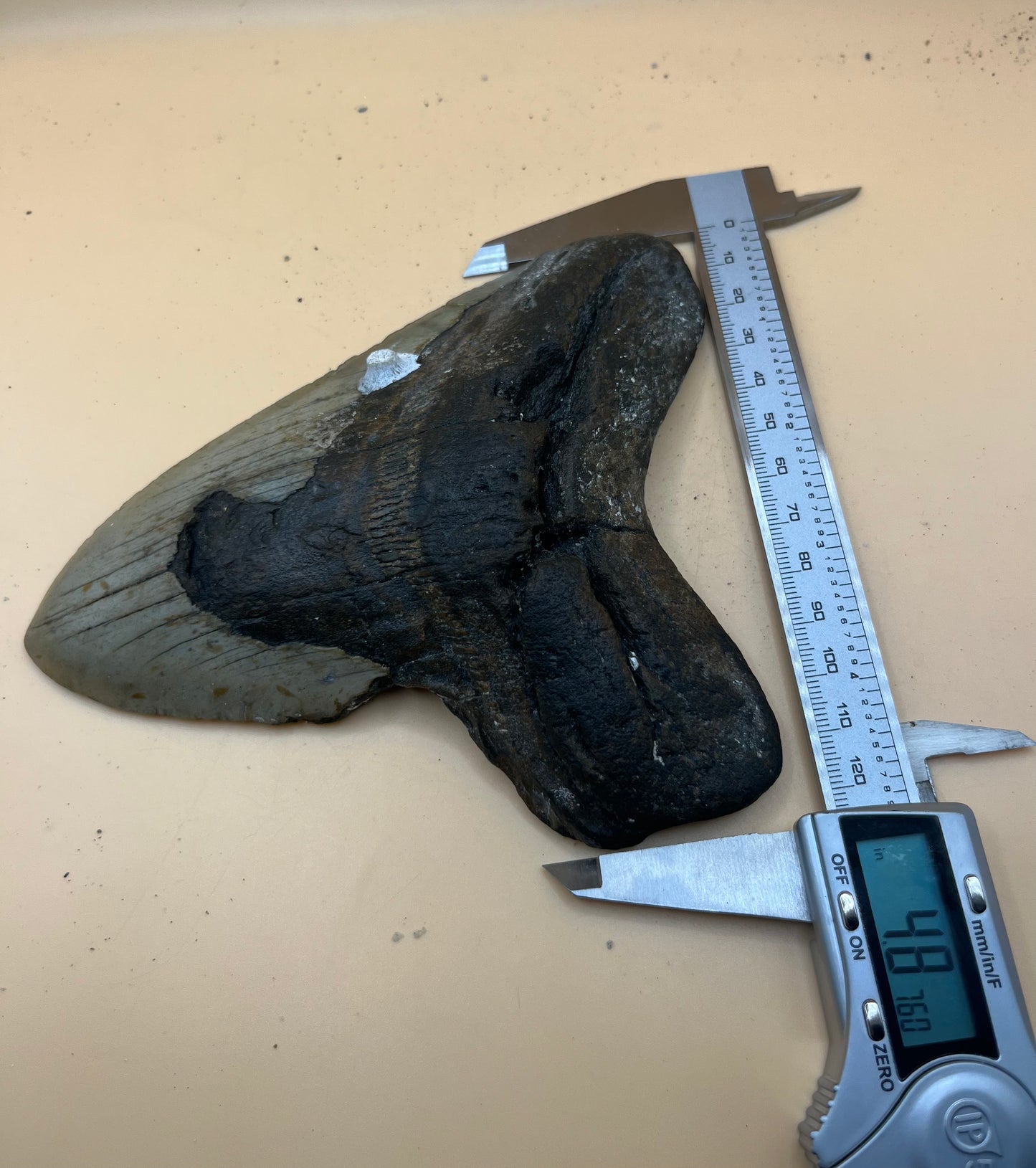 6.0” x 4.8” has cool barnacle, massive meg tooth