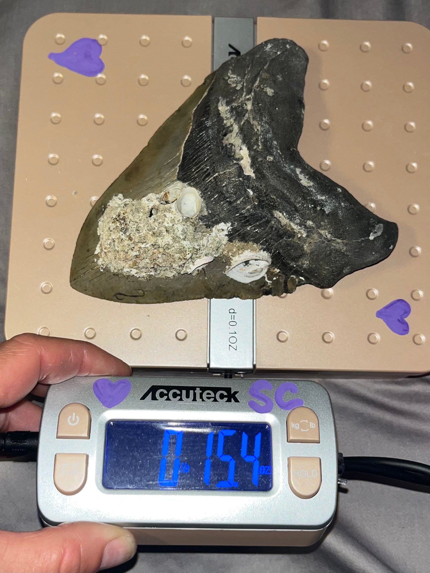6.00” x 4.57” Megalodon Tooth from a 60’ prehistoric shark!