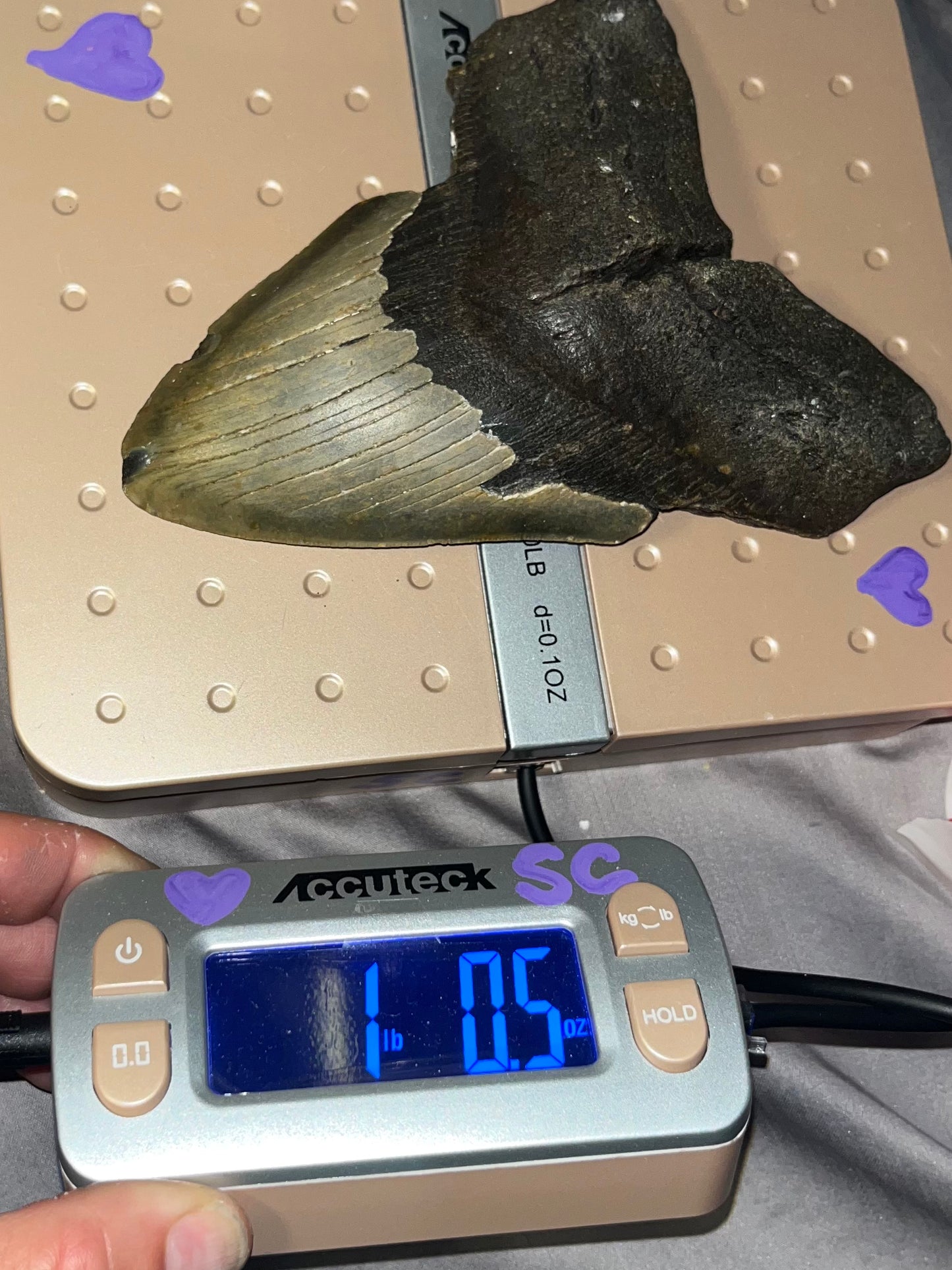 6.35” x 4.84” Megalodon Tooth from a 65’ prehistoric shark