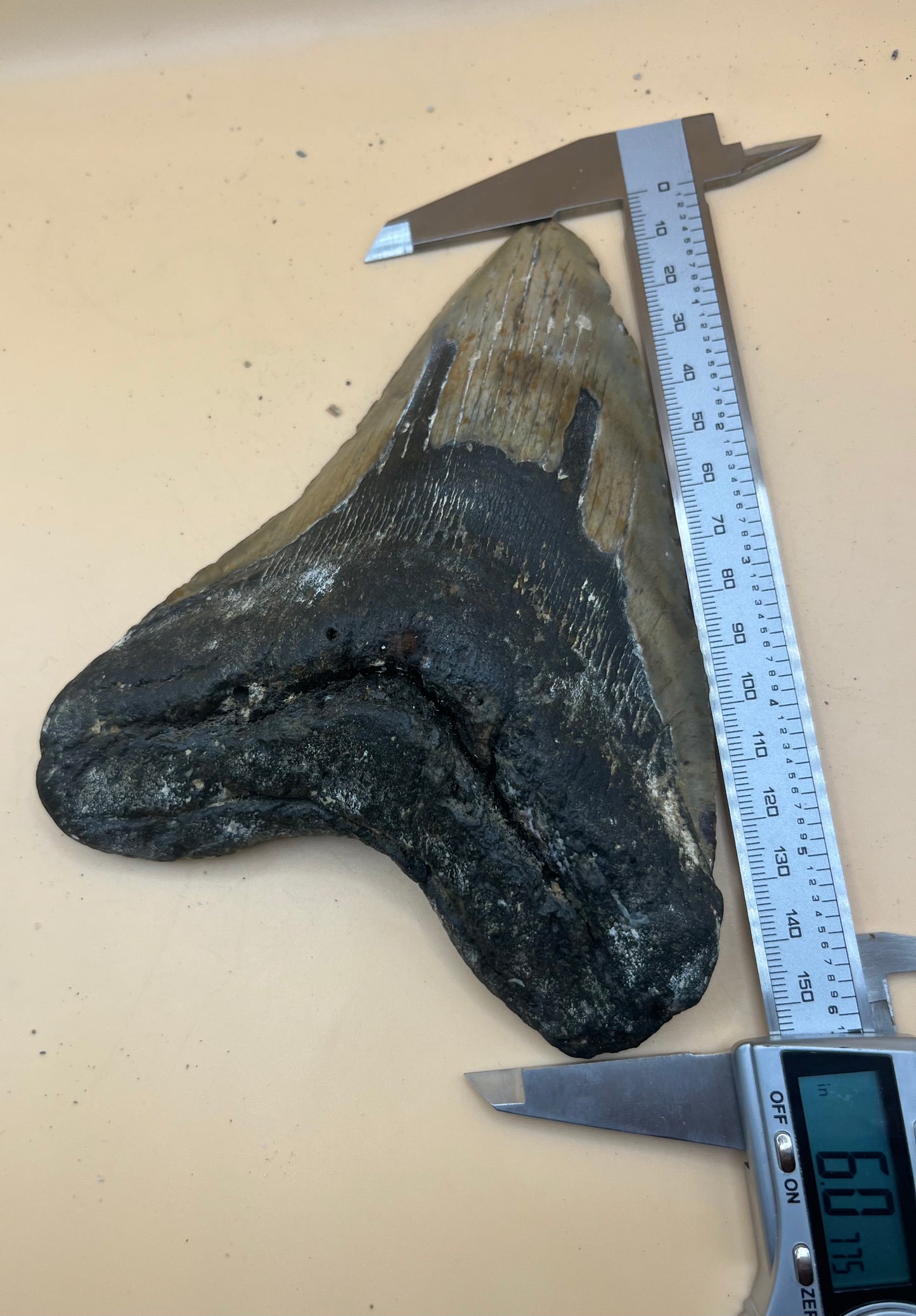 6.0” x 4.8” giant diver found megalodon tooth