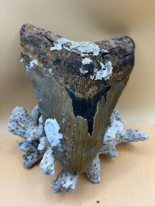 5.91” x 4.6” monster megalodon shark tooth, diver found 