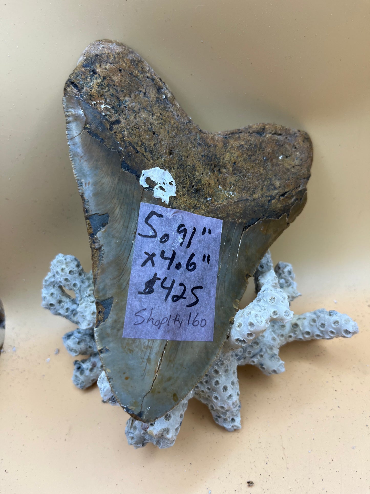 5.91” x 4.6” monster megalodon shark tooth, diver found 