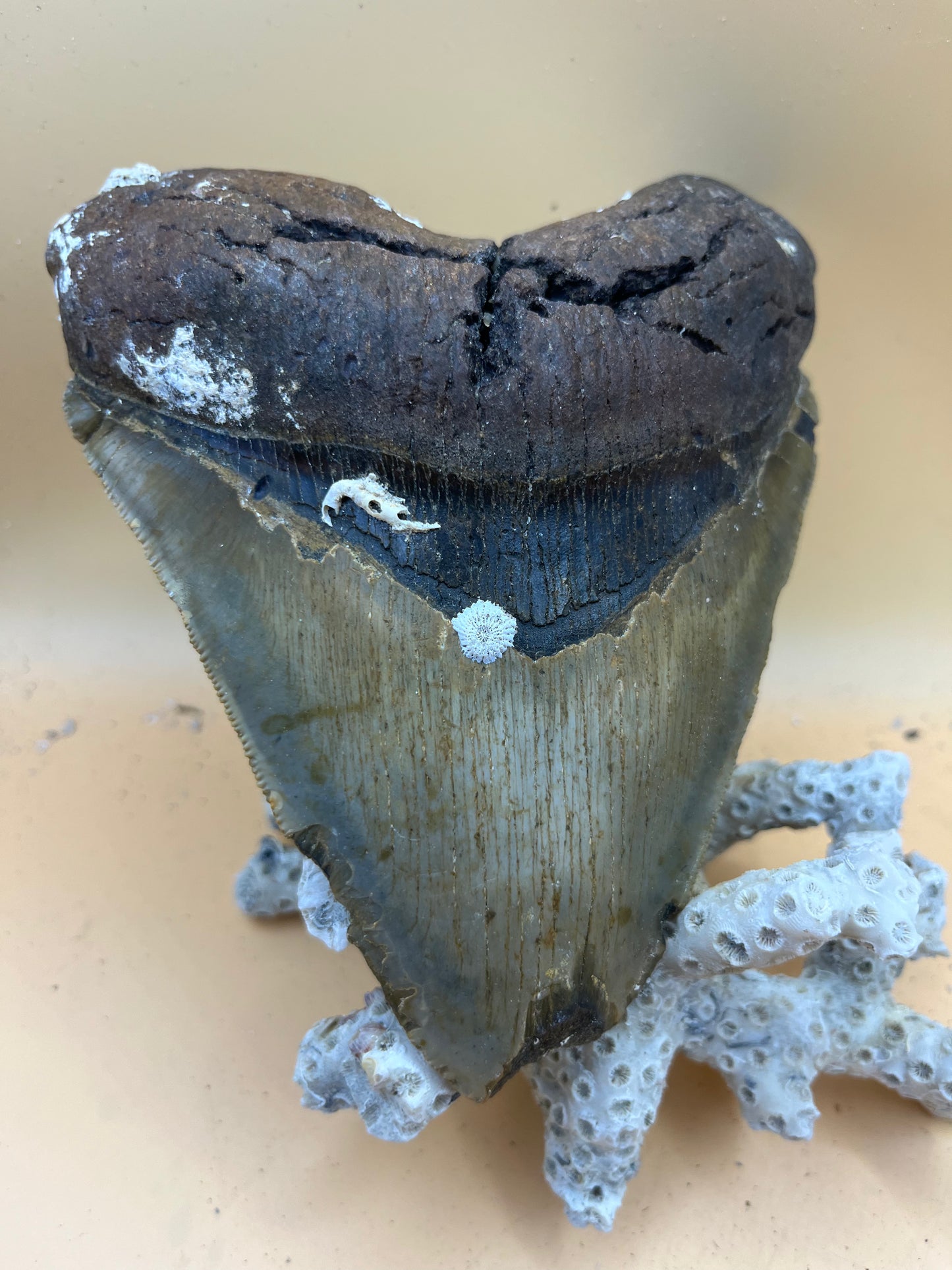 5.98” x 4.68” monster megalodon shark tooth, diver found 