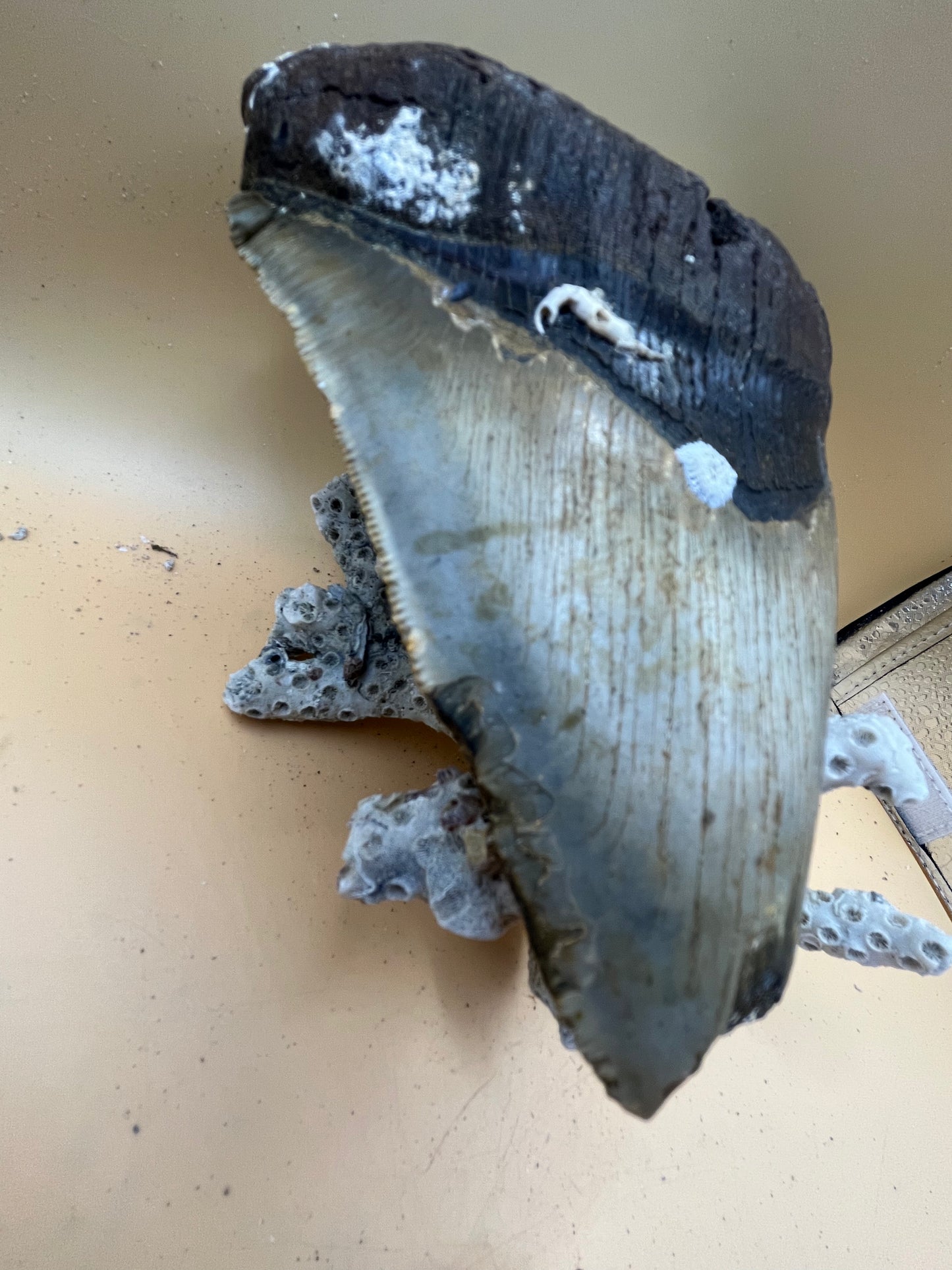 5.98” x 4.68” monster megalodon shark tooth, diver found 