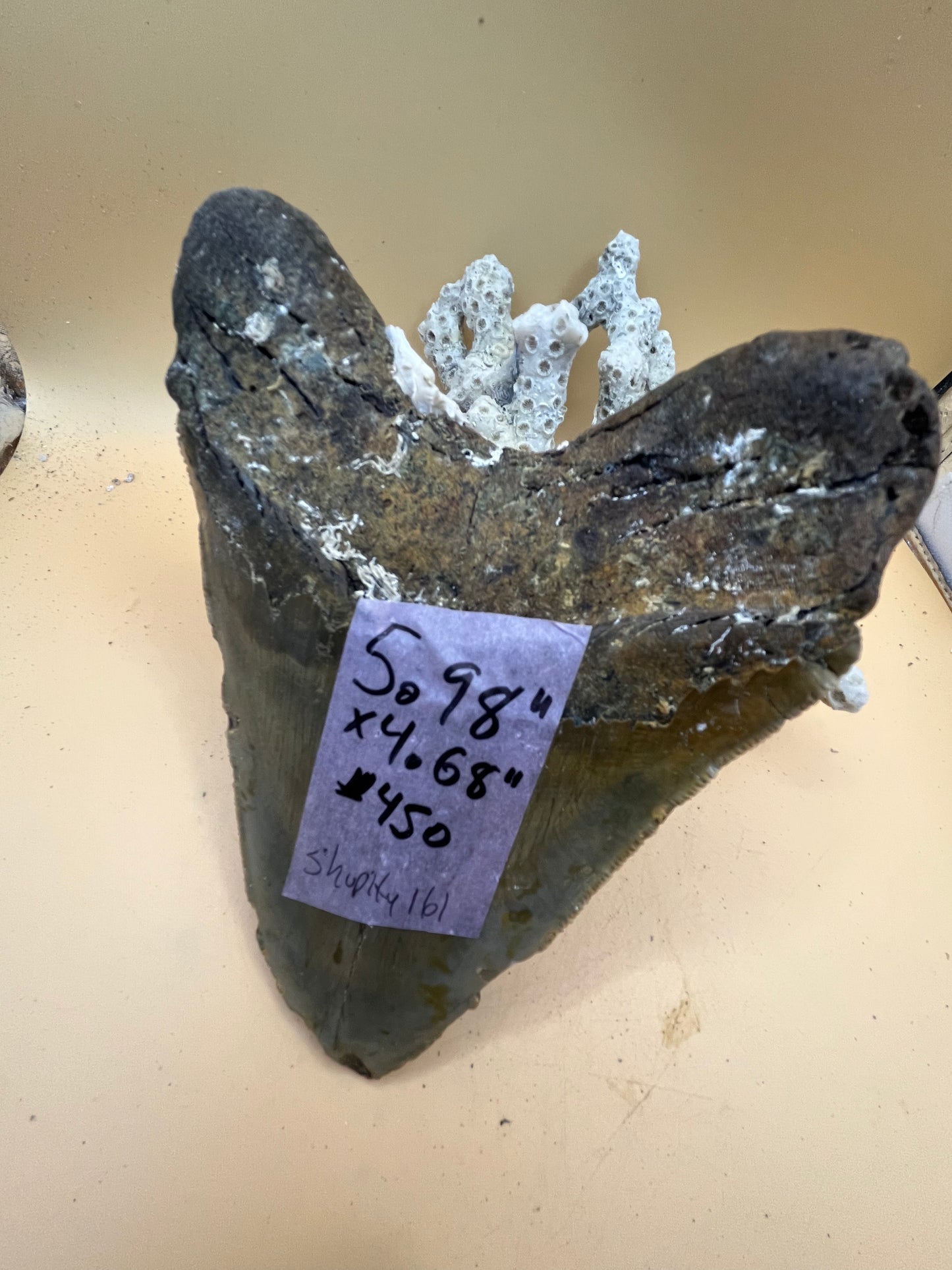 5.98” x 4.68” monster megalodon shark tooth, diver found 