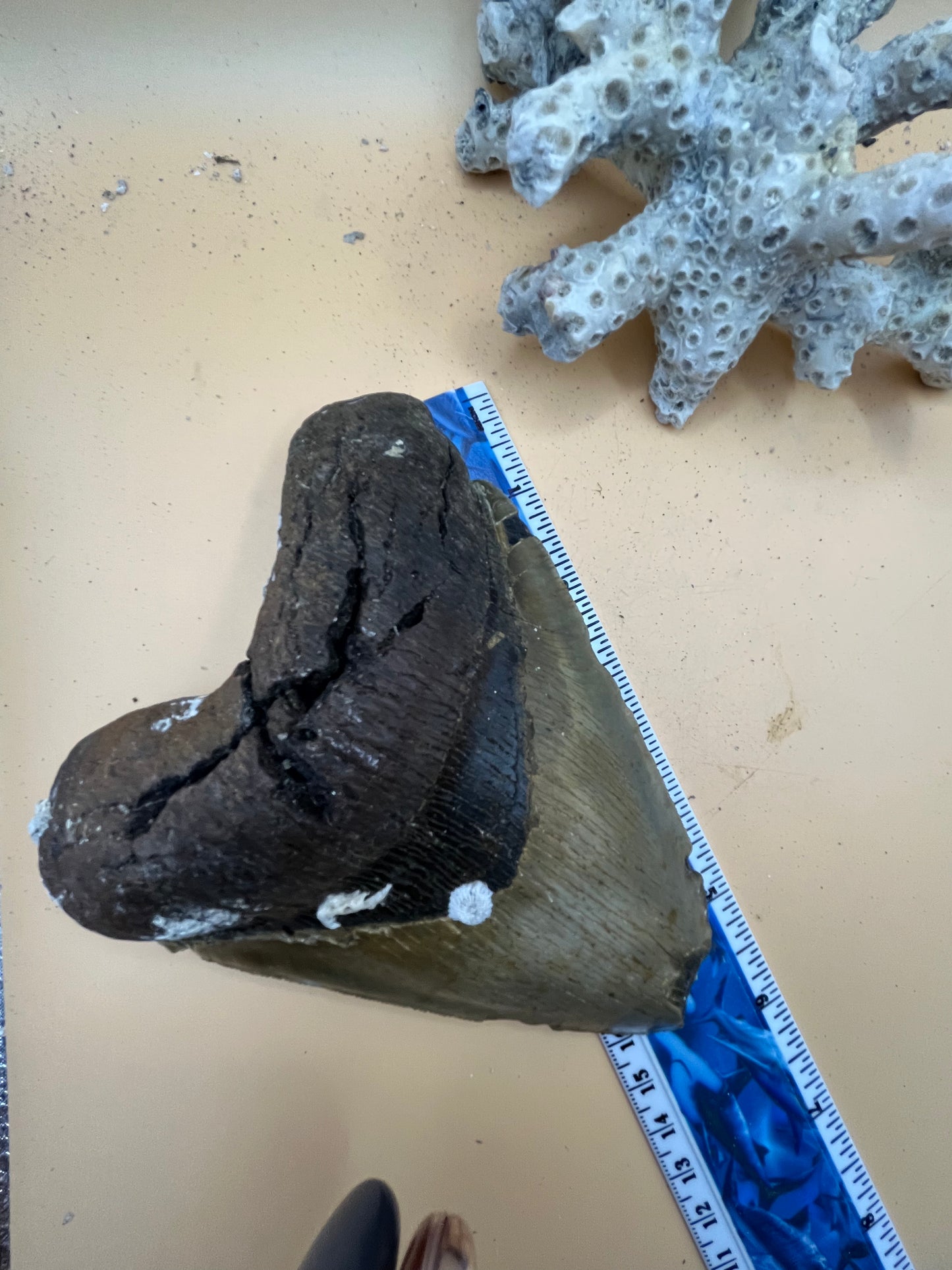 5.98” x 4.68” monster megalodon shark tooth, diver found 