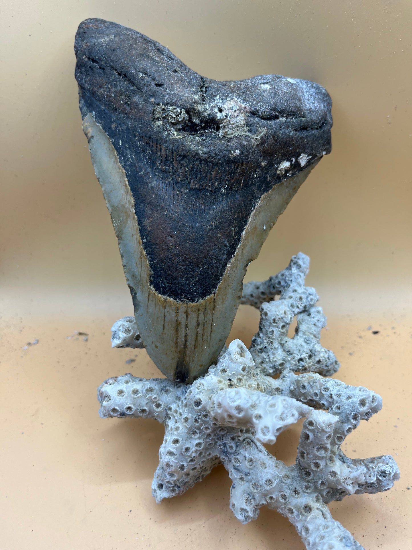 6.12” x 4.5” monster meg tooth, diver found 110’