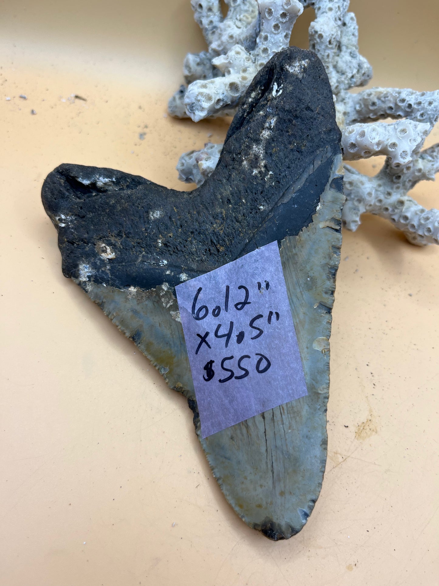 6.12” x 4.5” monster meg tooth, diver found 110’