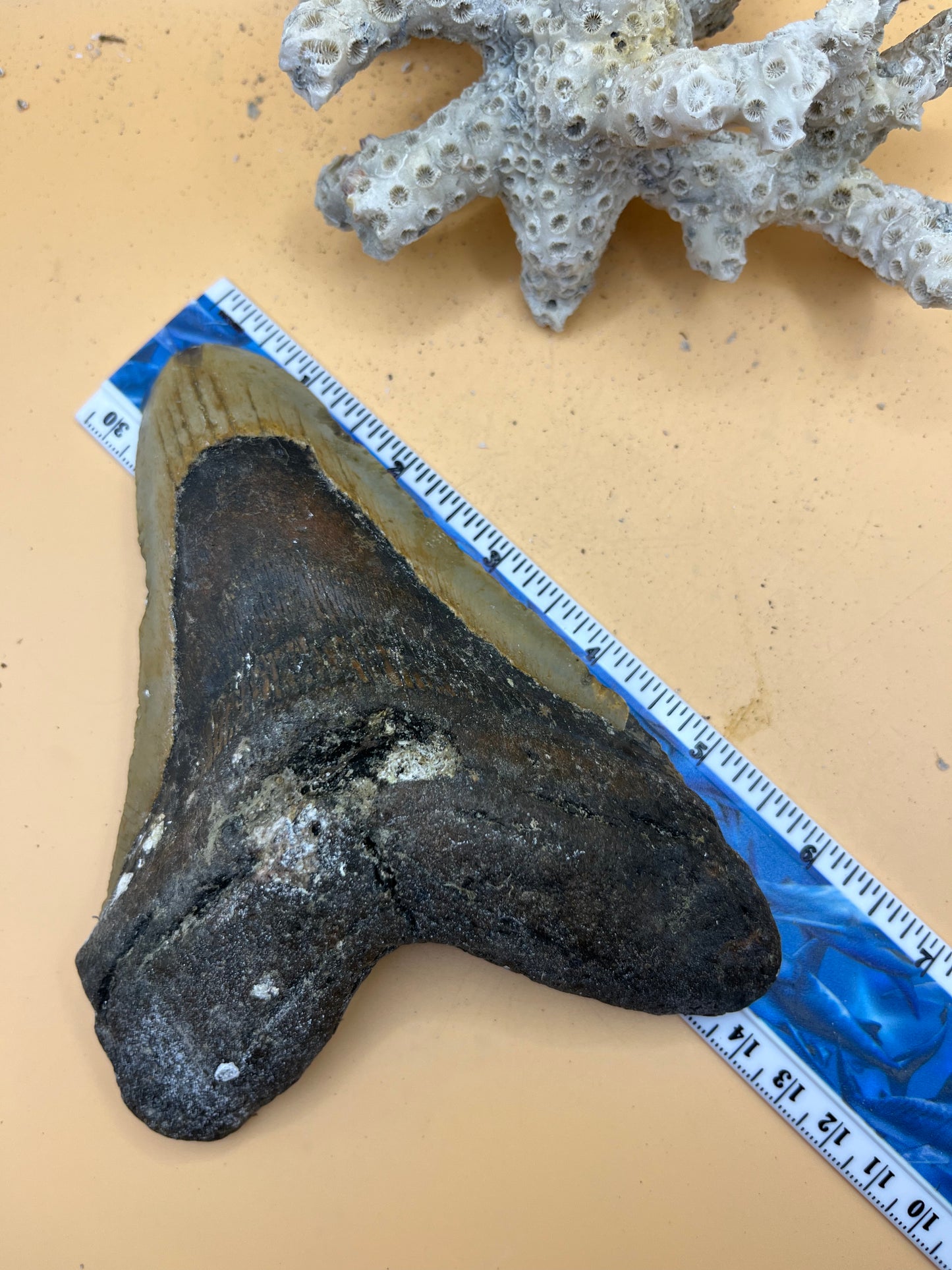 6.12” x 4.5” monster meg tooth, diver found 110’