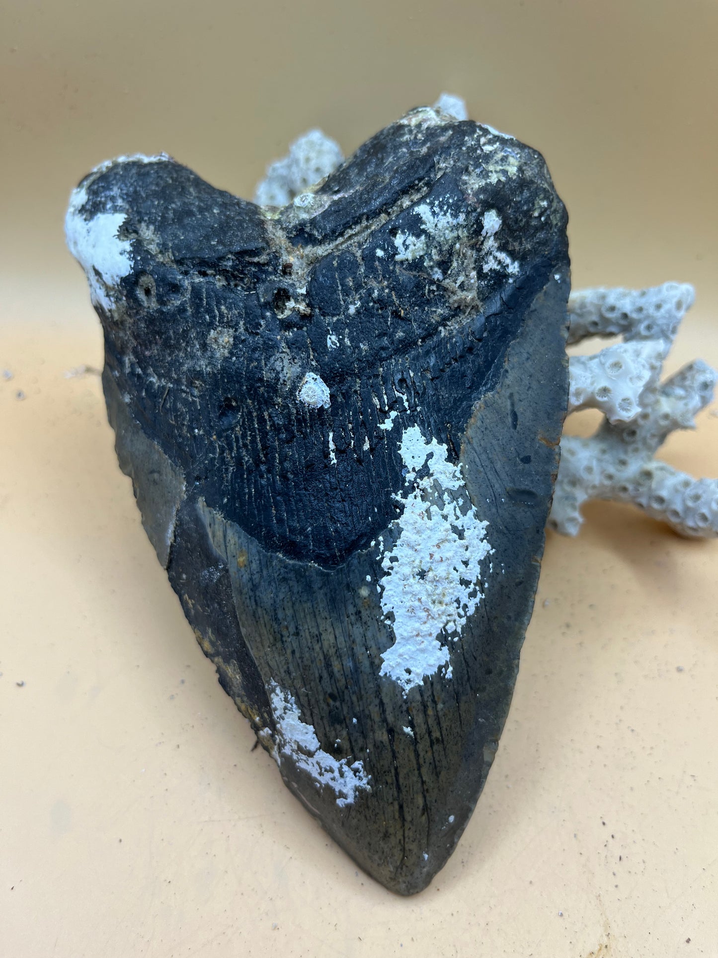 6.24” x 4.02” monster meg tooth found offshore