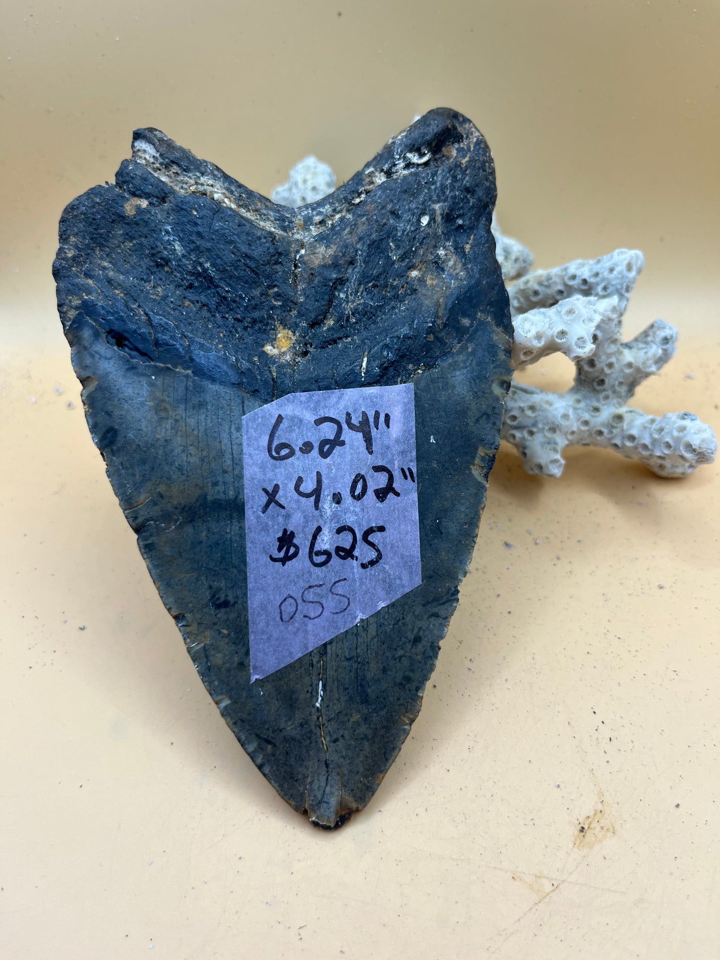 6.24” x 4.02” monster meg tooth found offshore