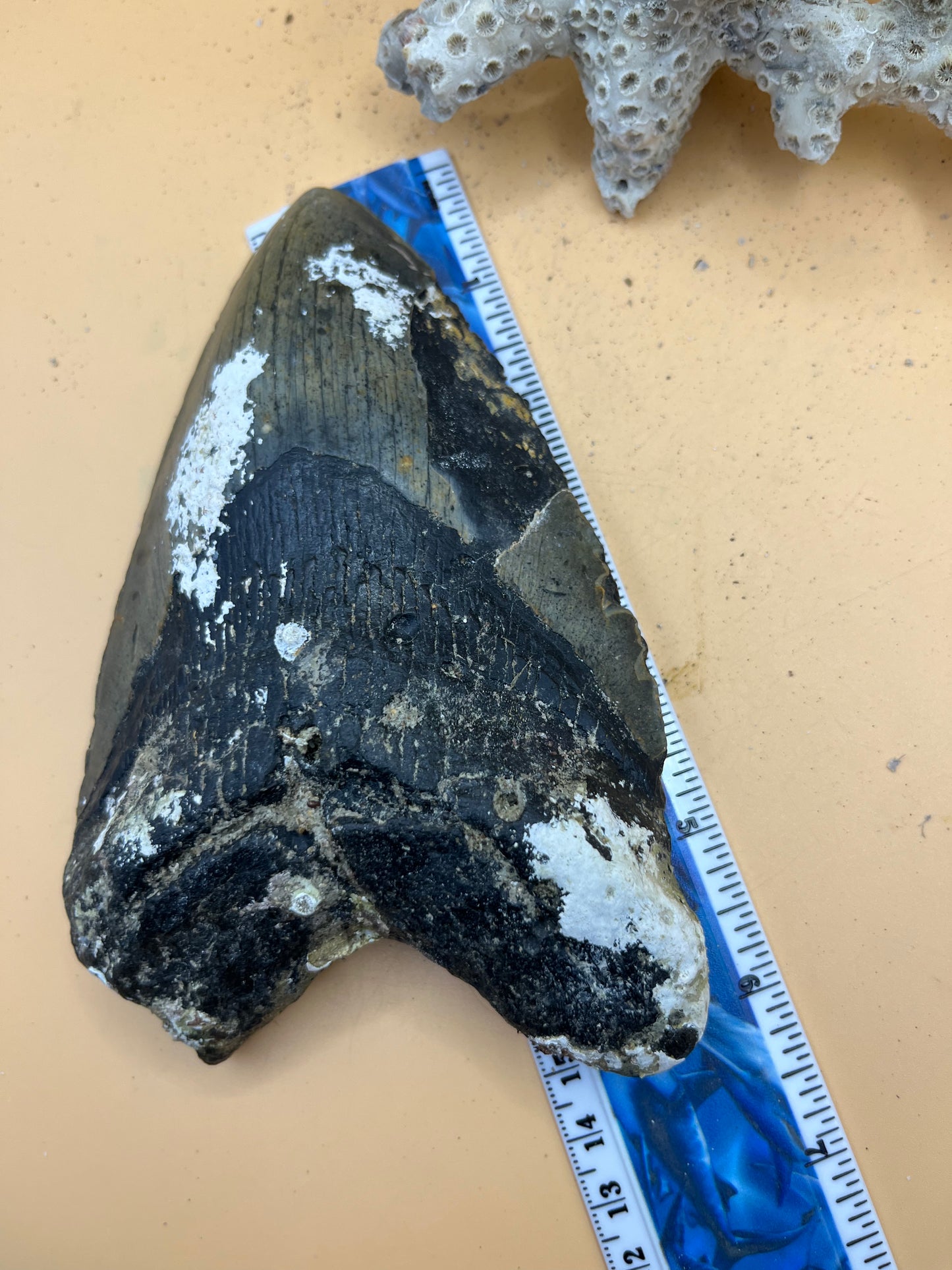 6.24” x 4.02” monster meg tooth found offshore