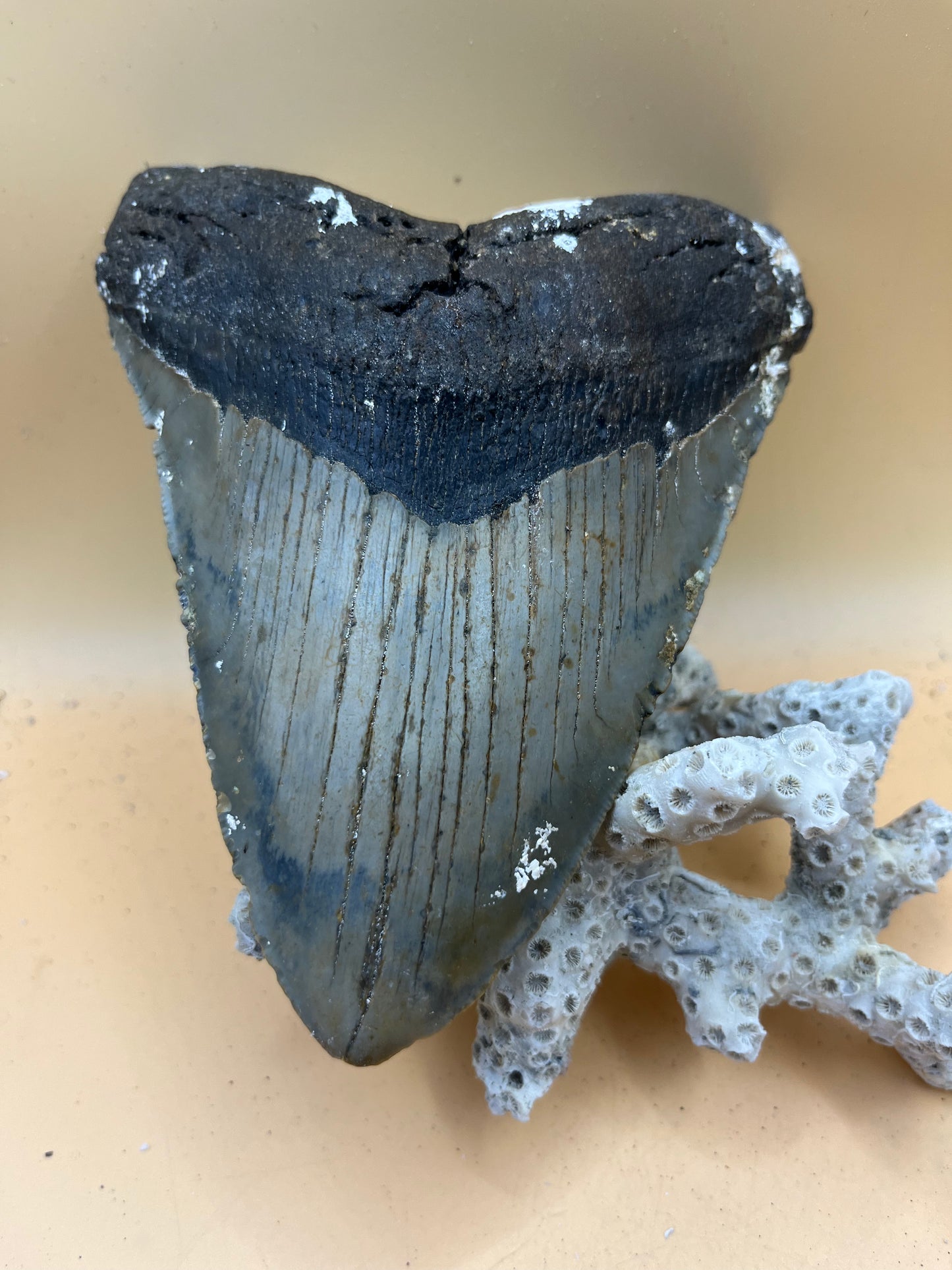 5.92” x 4.46” massive high quality offshore NC meg tooth