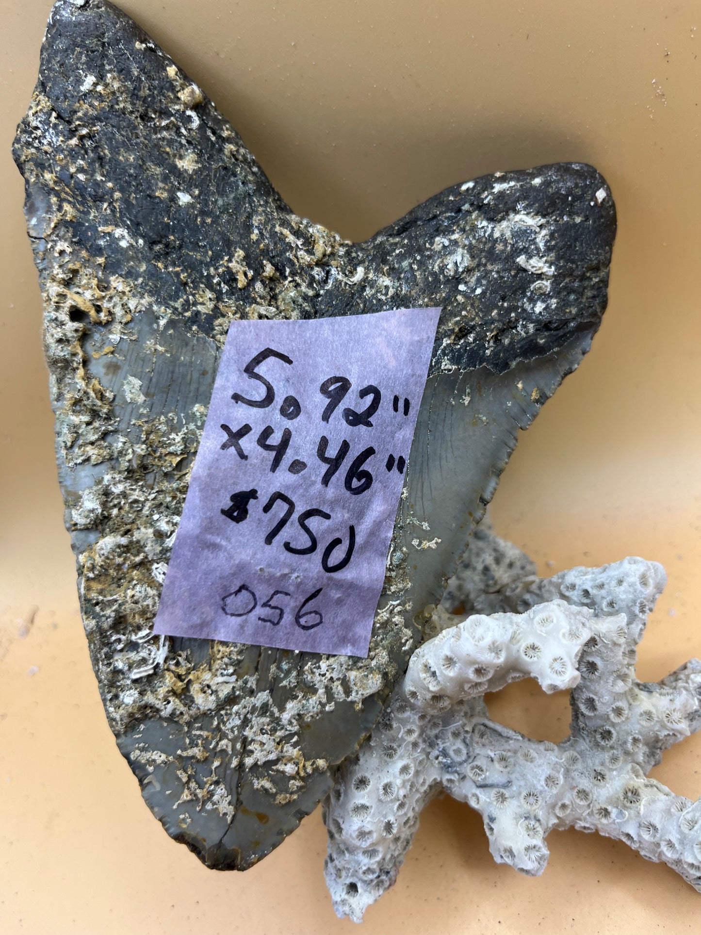 5.92” x 4.46” massive high quality offshore NC meg tooth