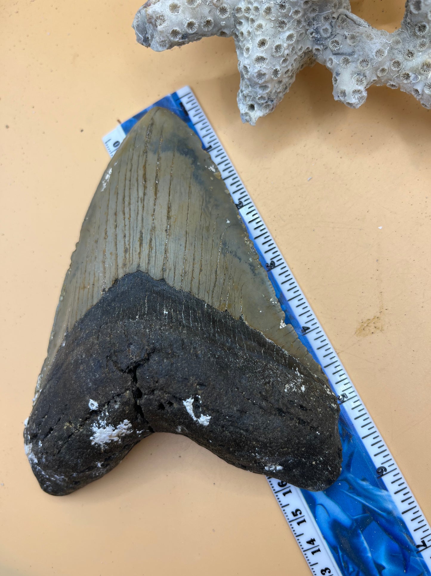 5.92” x 4.46” massive high quality offshore NC meg tooth