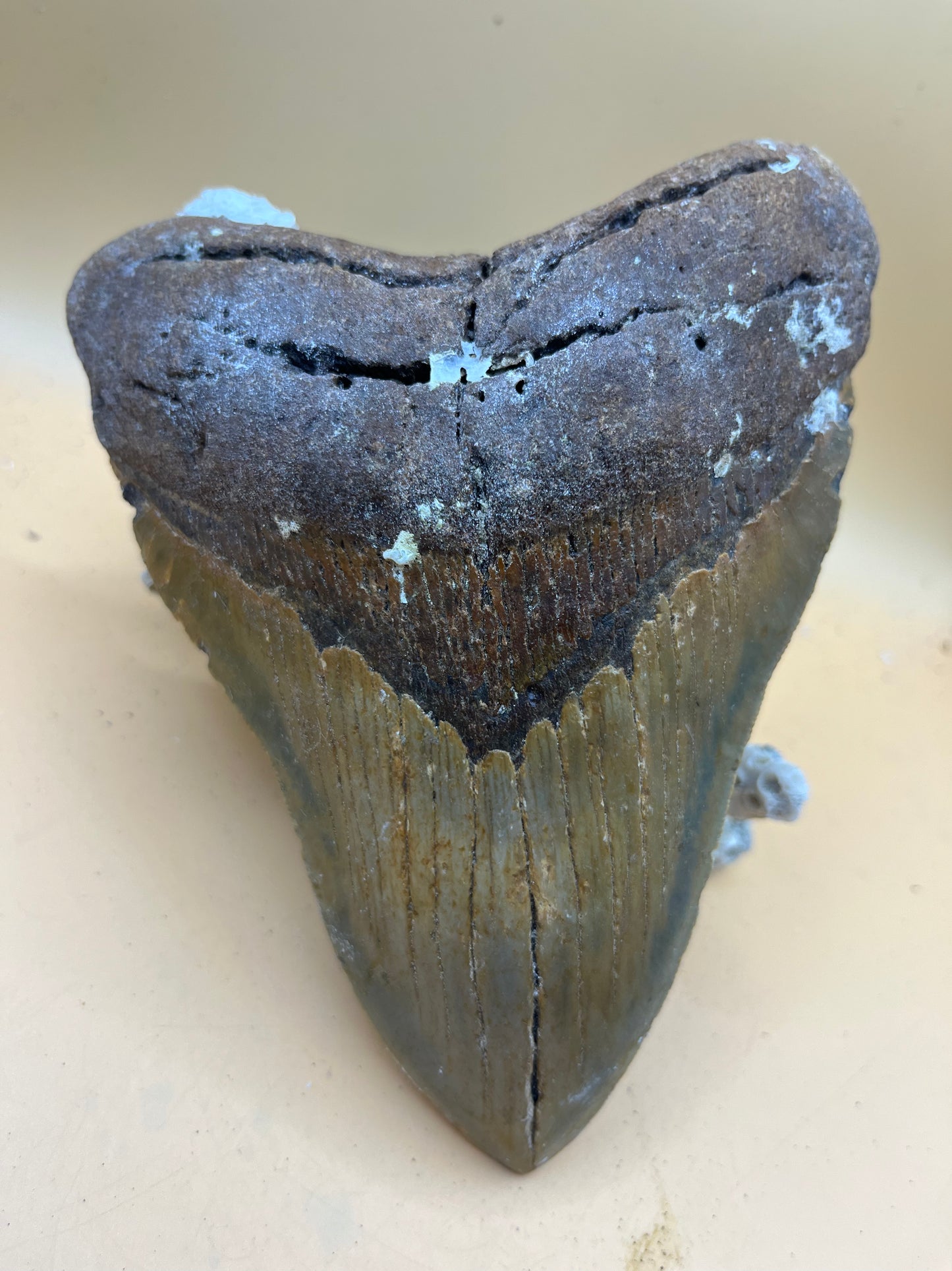 5.98” x 4.6” Megalodon Tooth from a 59’ prehistoric shark!